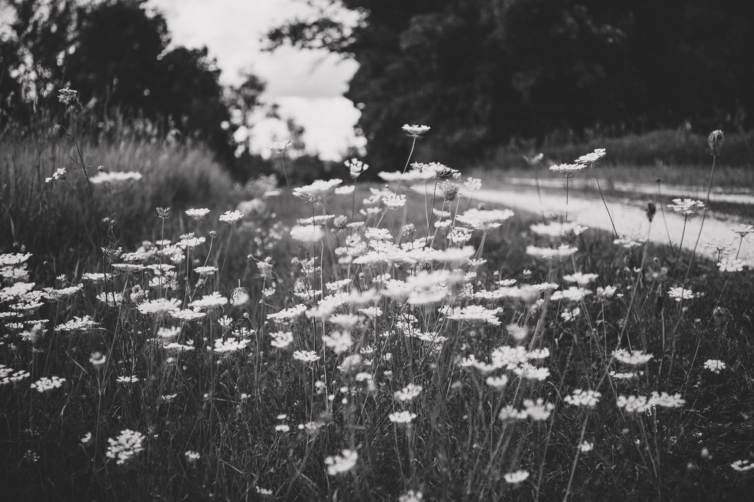 Black and white photograph of wild daisies growing in a meadow.