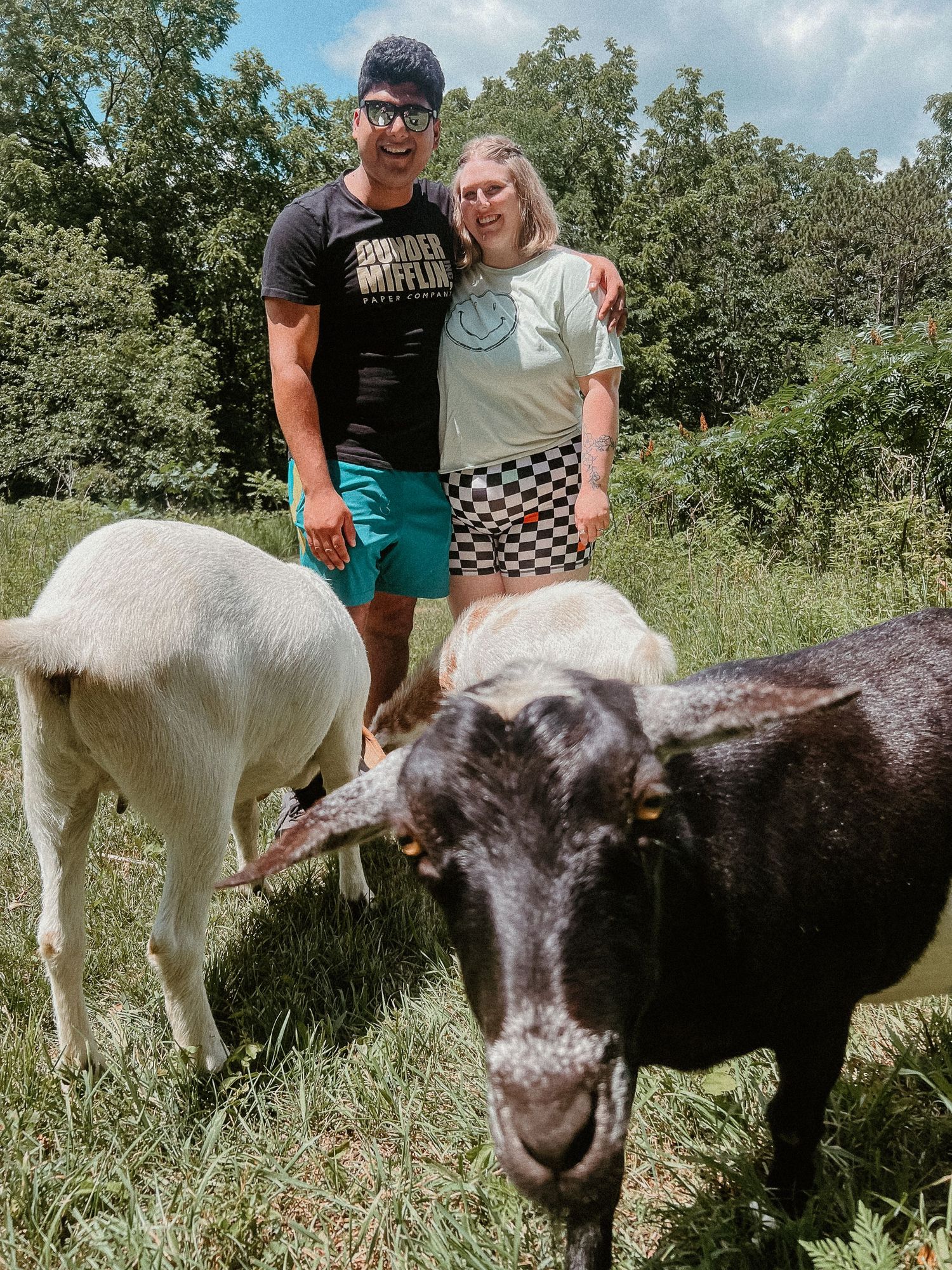 Two goats graze in a sunny field with green foliage in the background.