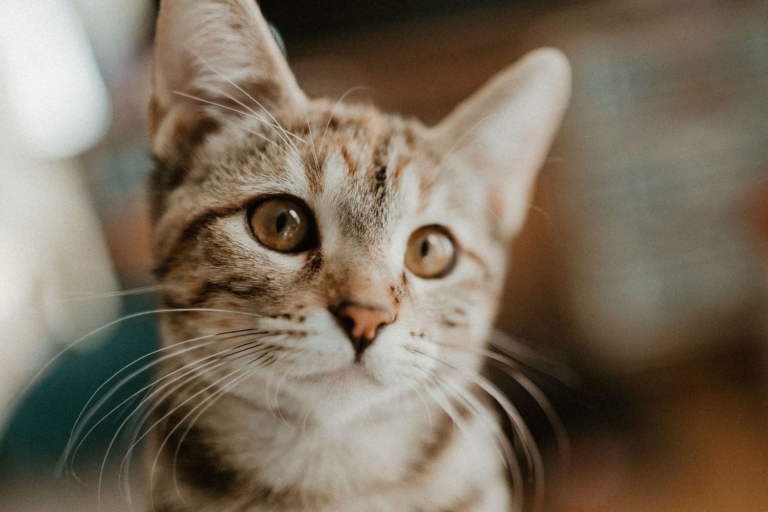 Close-up portrait of a tabby cat with attentive eyes looking upward.