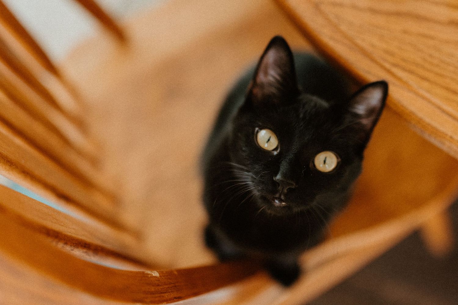 A curious black cat with bright yellow eyes sitting on a wooden chair.
