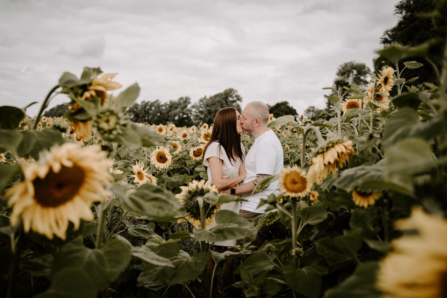Scenic sunflower field at sunset with golden sunlight streaming through stalks and petals in the countryside.