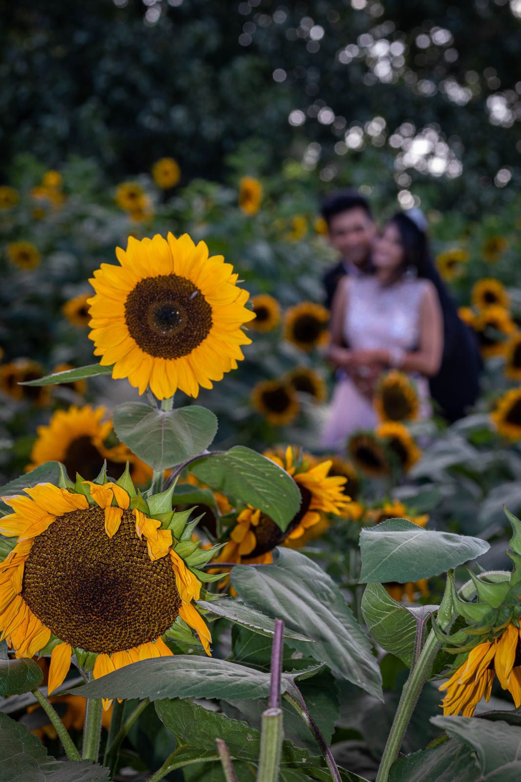 Mini session photographs surrounded by sunflowers