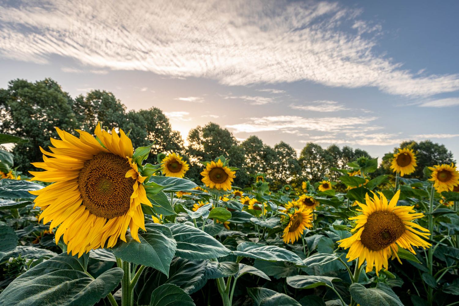 Mini session photographs surrounded by sunflowers