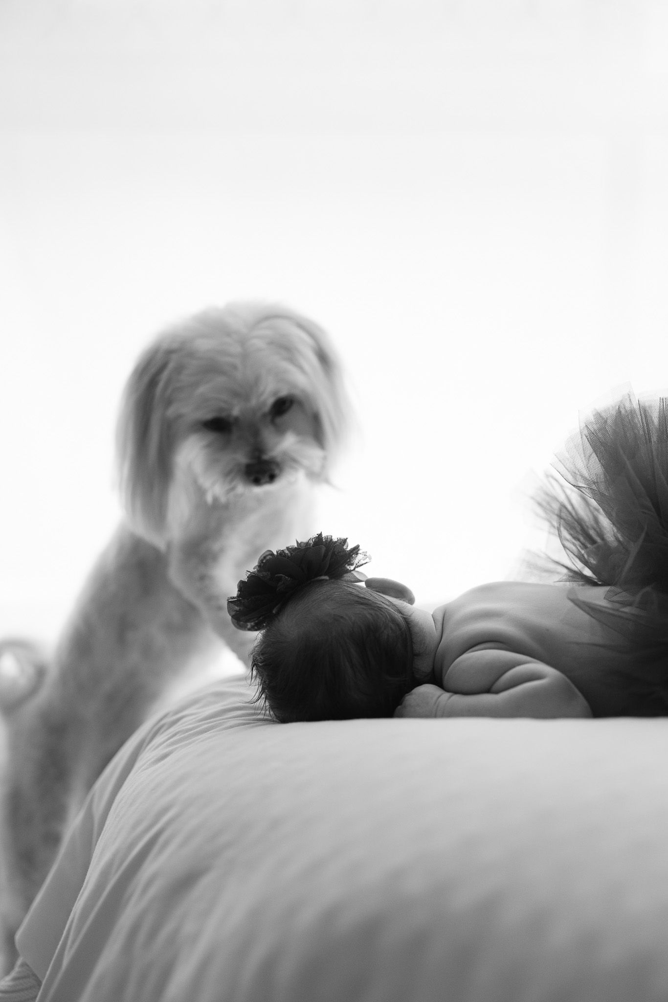 A black and white artistic photograph shows silhouettes of dogs in a soft, dreamy composition.
