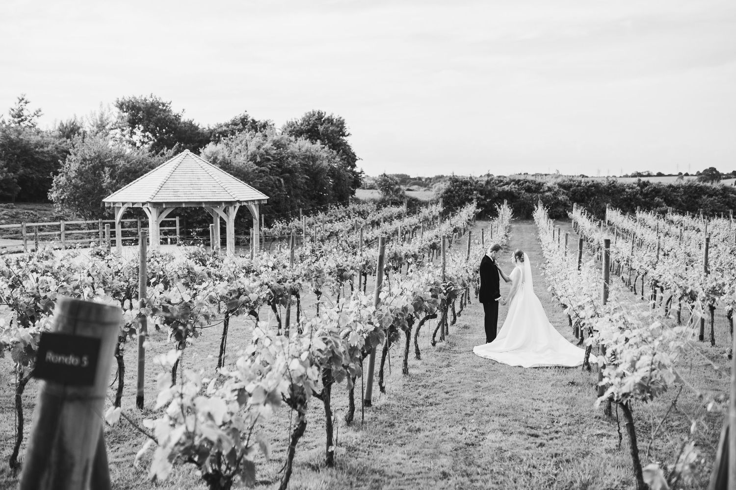 A scenic view of vineyard rows with white gazebos and tents set up among the grapevines on a sunny day.