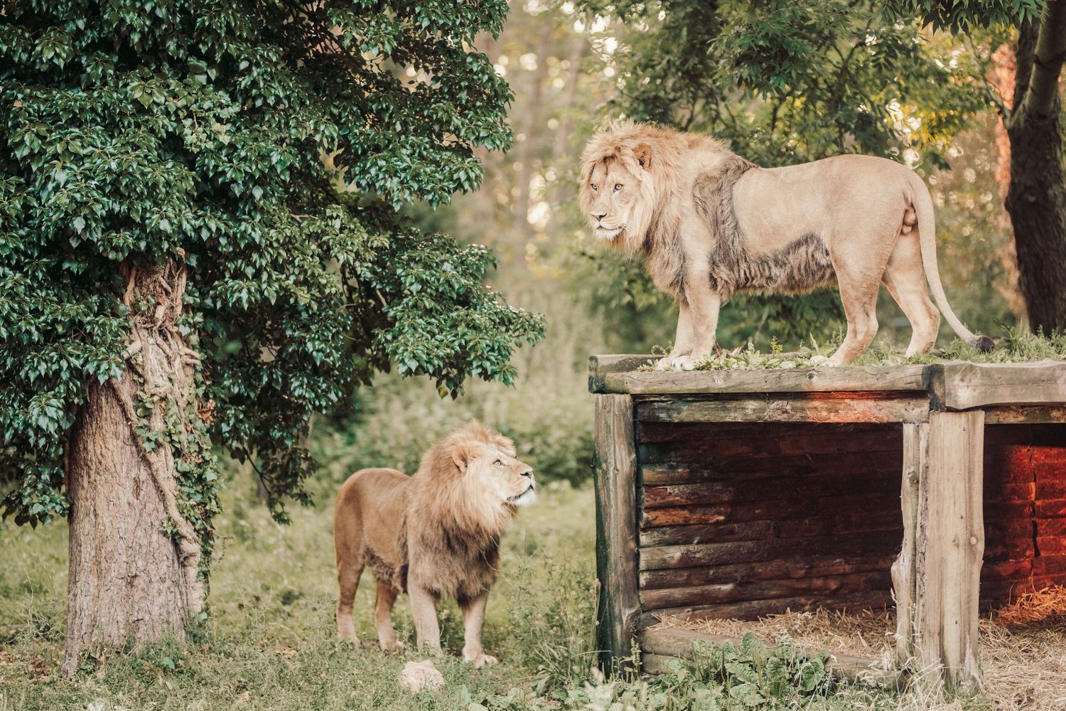 Port Lympne Wedding Photographer capturing romantic moments amidst the stunning wildlife and scenic beauty of Port Lympne Wild Animal Park