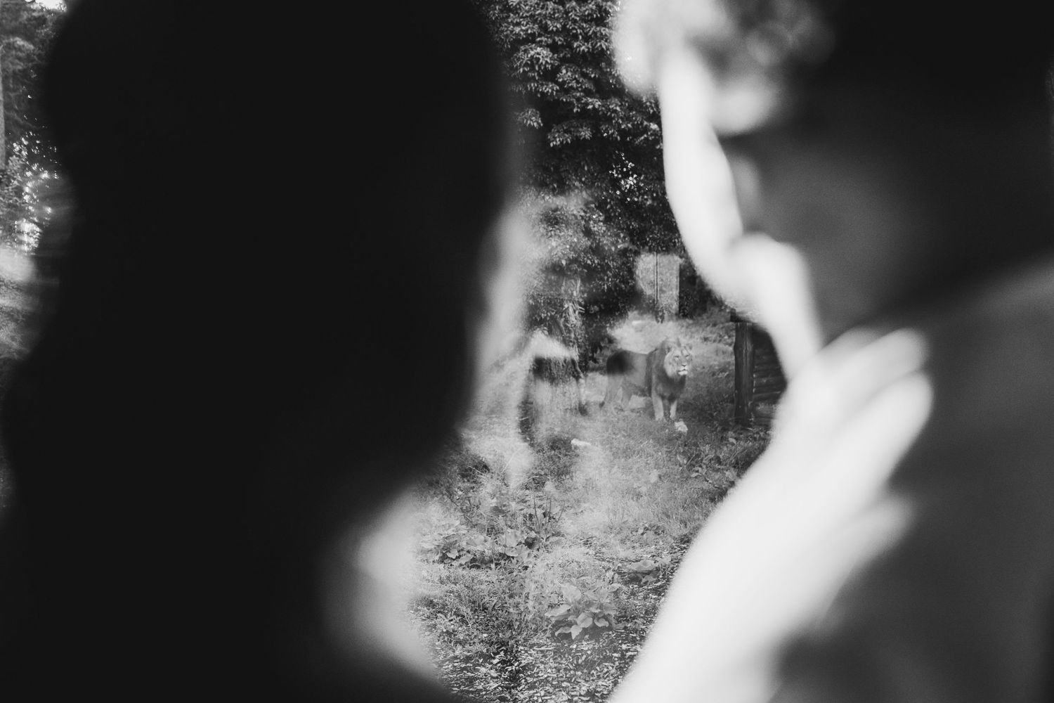 Port Lympne Wedding Photographer capturing romantic moments amidst the stunning wildlife and scenic beauty of Port Lympne Wild Animal Park