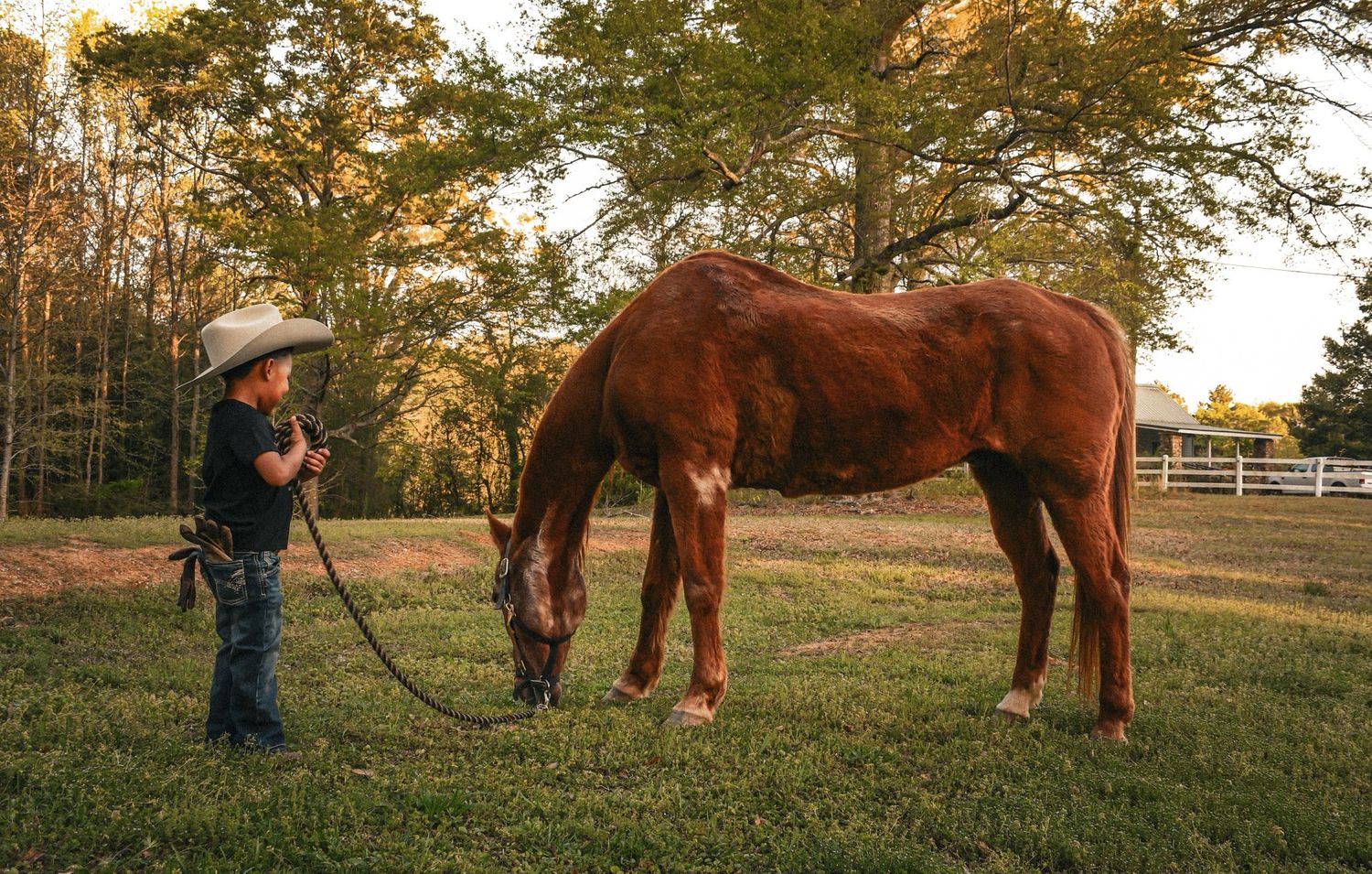 Young child in cowboy hat leads chestnut horse on green pasture at golden hour sunset.