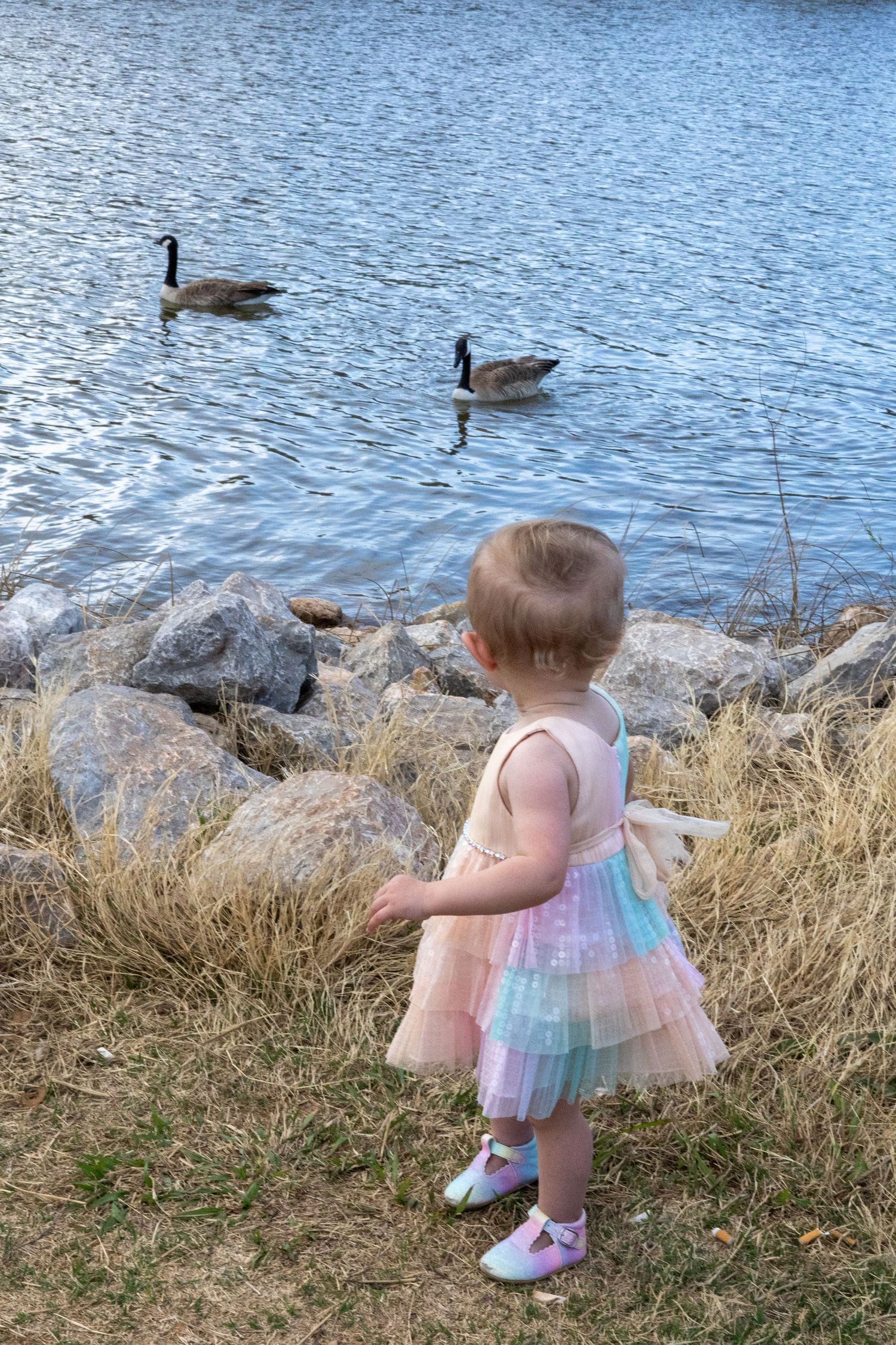 A small child in a pastel dress watching geese by a lake on a sunny day.