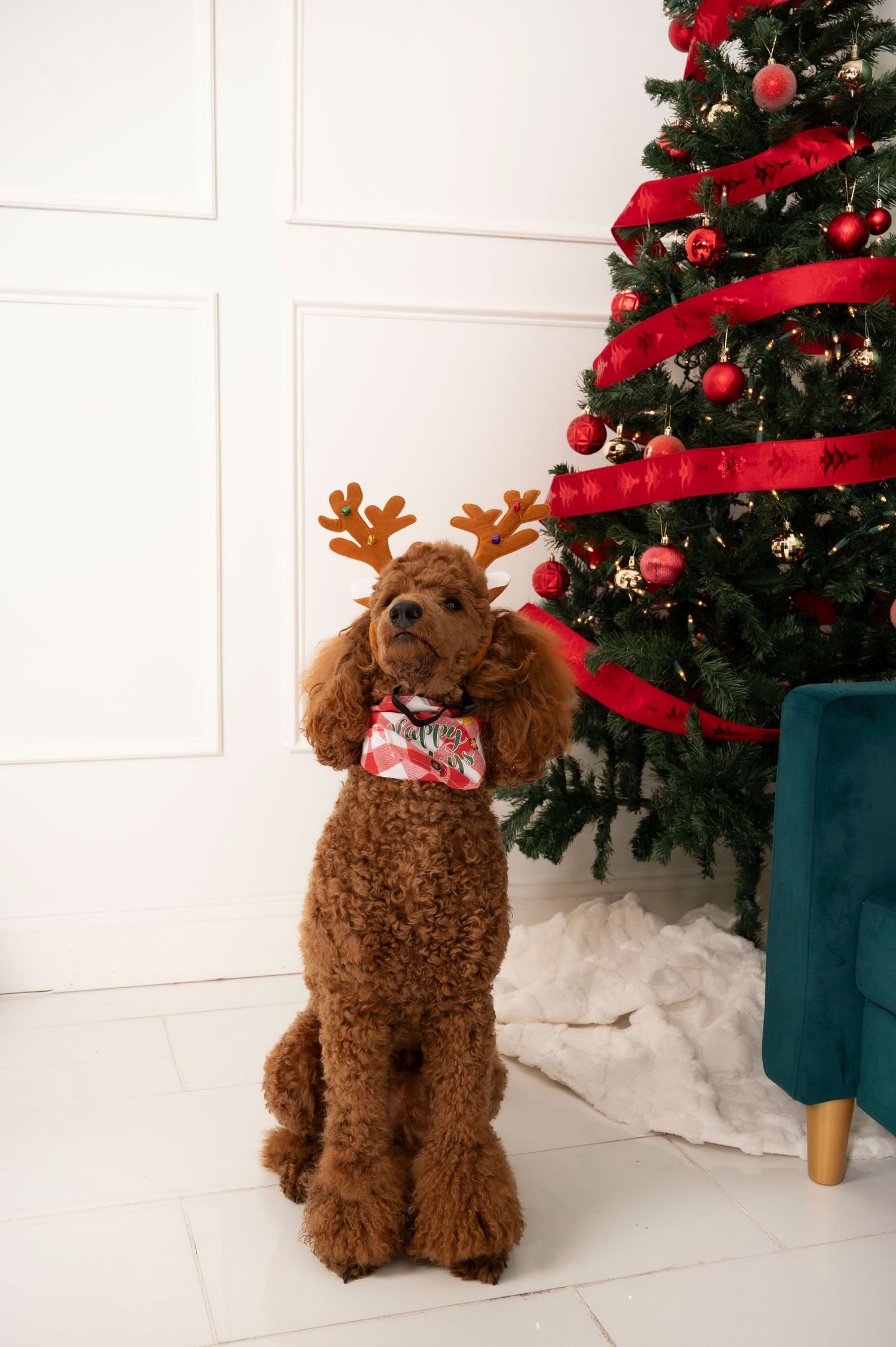 Brown poodle wearing reindeer antlers sits beside a decorated Christmas tree with red ornaments and ribbon.