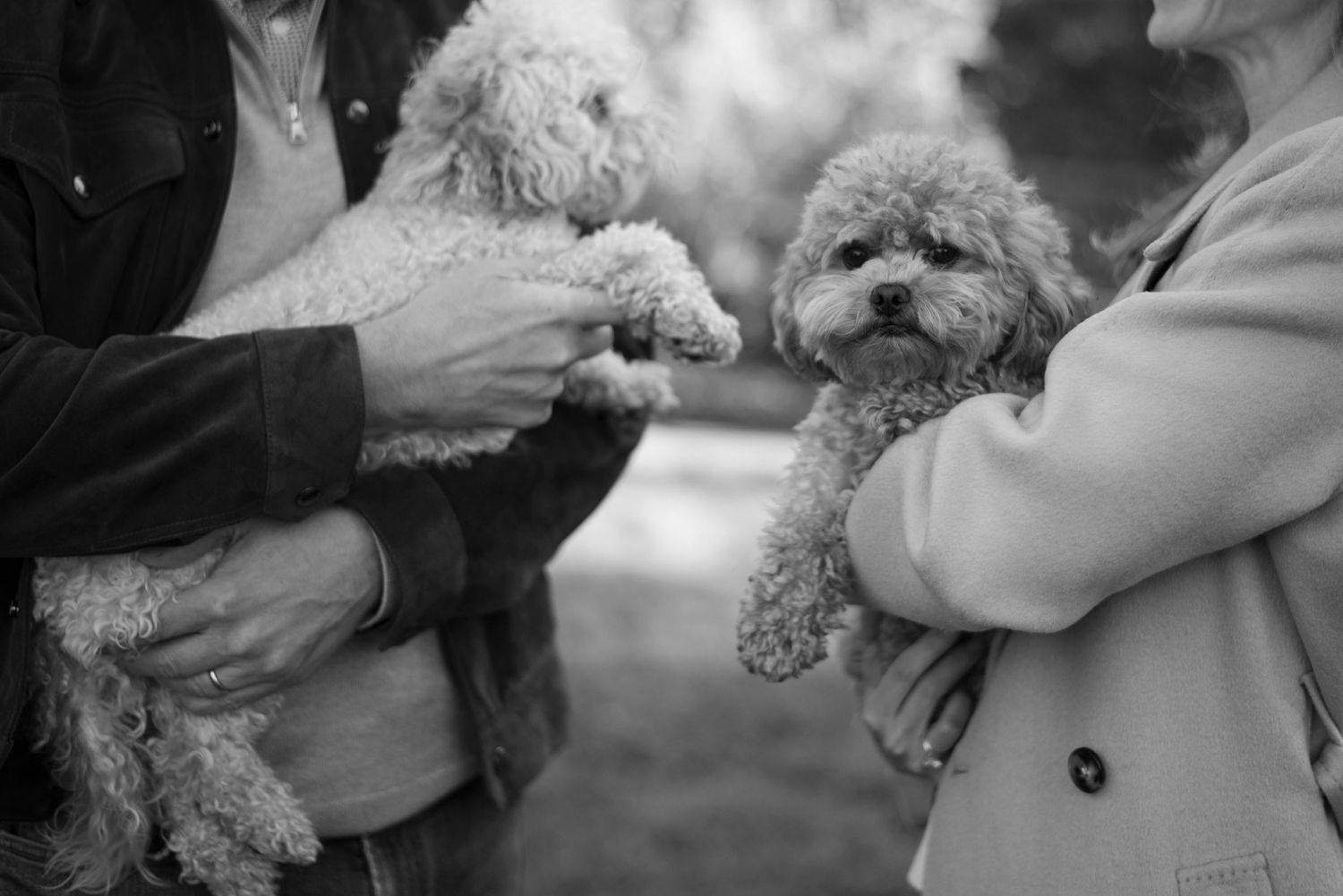 Black and white photo series showing hands holding and petting a small fluffy dog.