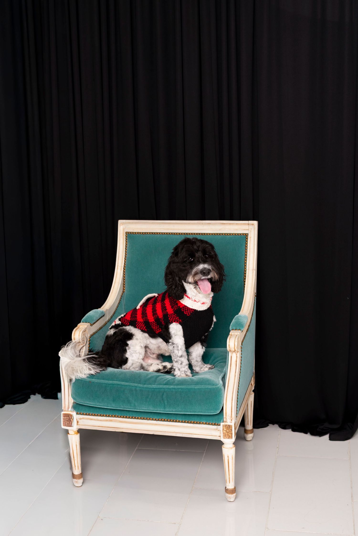A black and white dog wearing a red striped sweater sits on a teal velvet armchair.