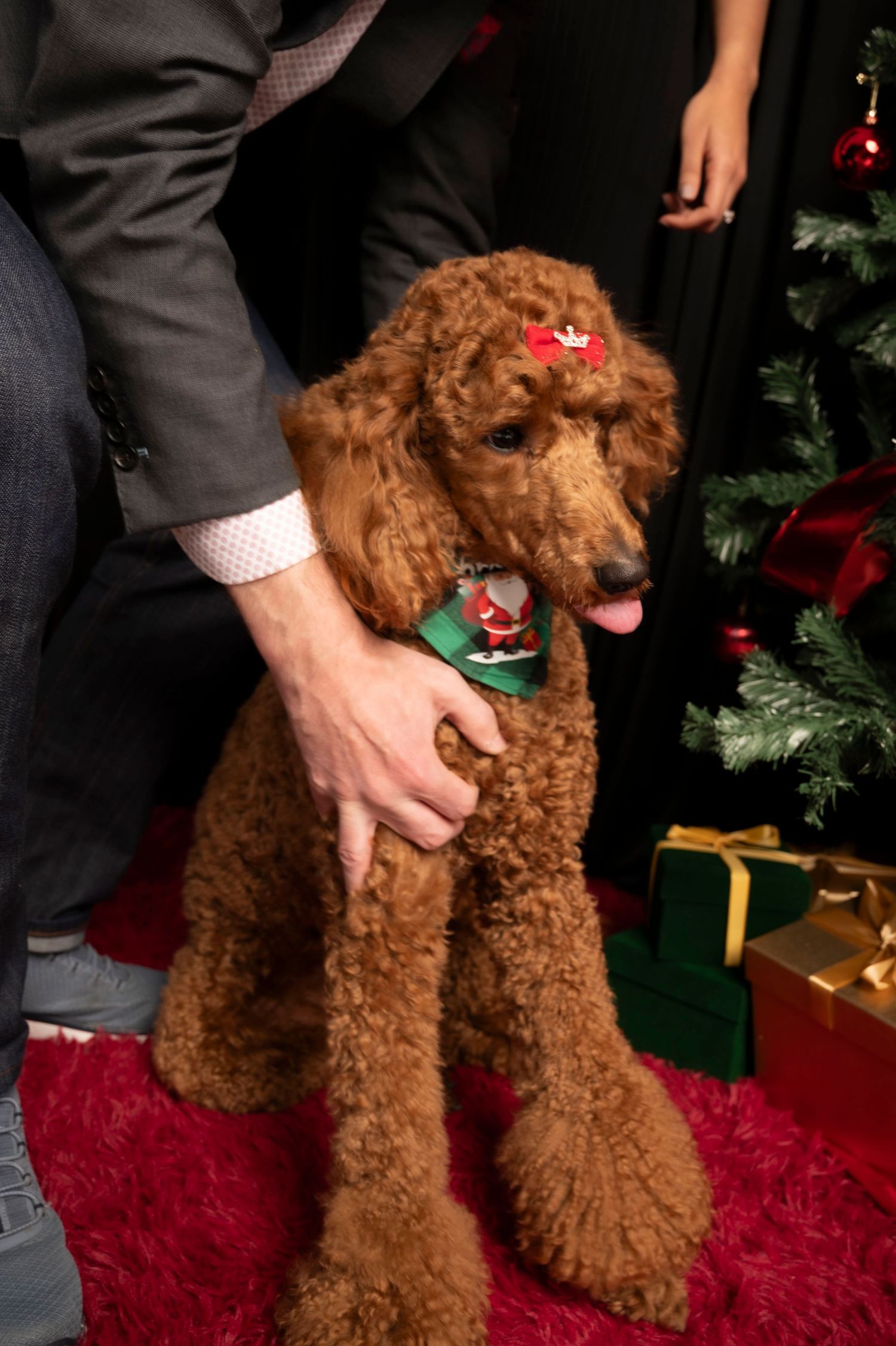A fluffy red poodle wearing a Santa bow tie and hair bow poses beside a Christmas tree with gifts.
