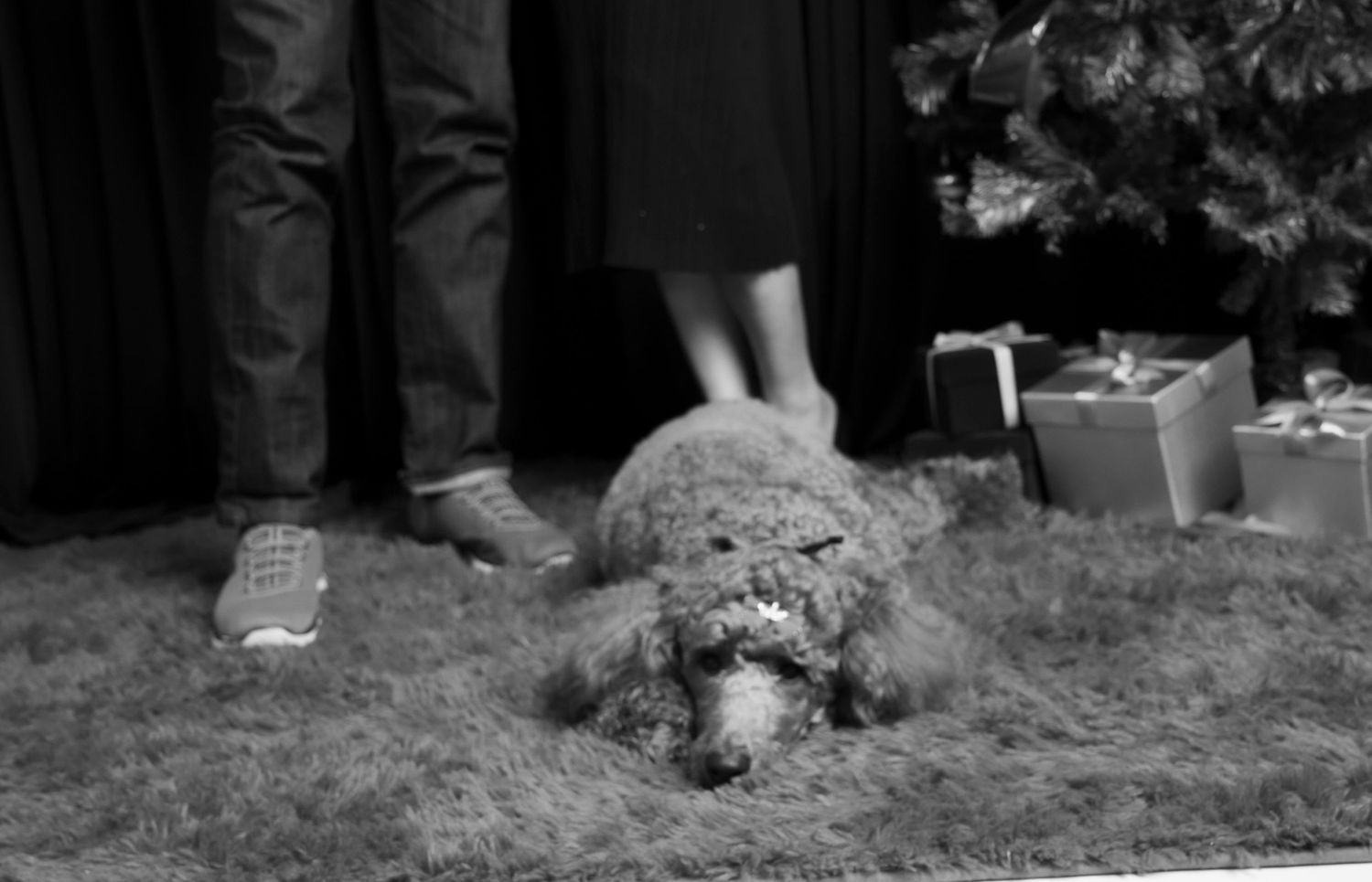 Black and white photo of a fluffy dog lying on a rug near a Christmas tree with wrapped gifts and two people standing nearby.