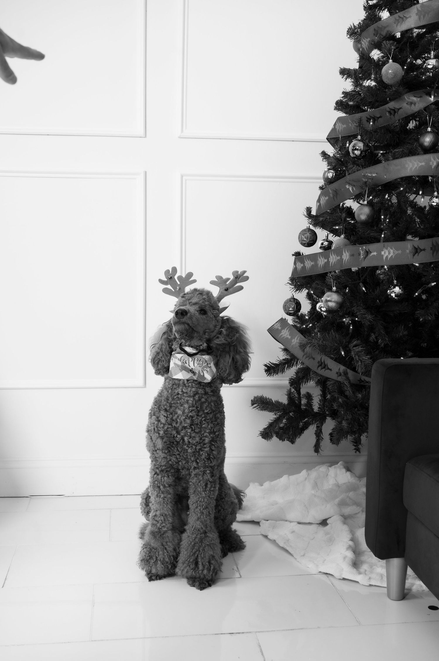 A poodle wearing reindeer antlers sits beside a decorated Christmas tree in a black and white holiday photo.