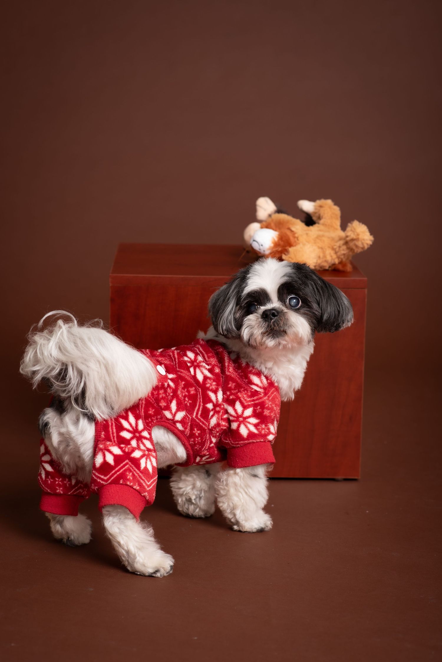 Shih Tzu dog wearing red Nordic sweater and reindeer antlers headband poses by wooden box.