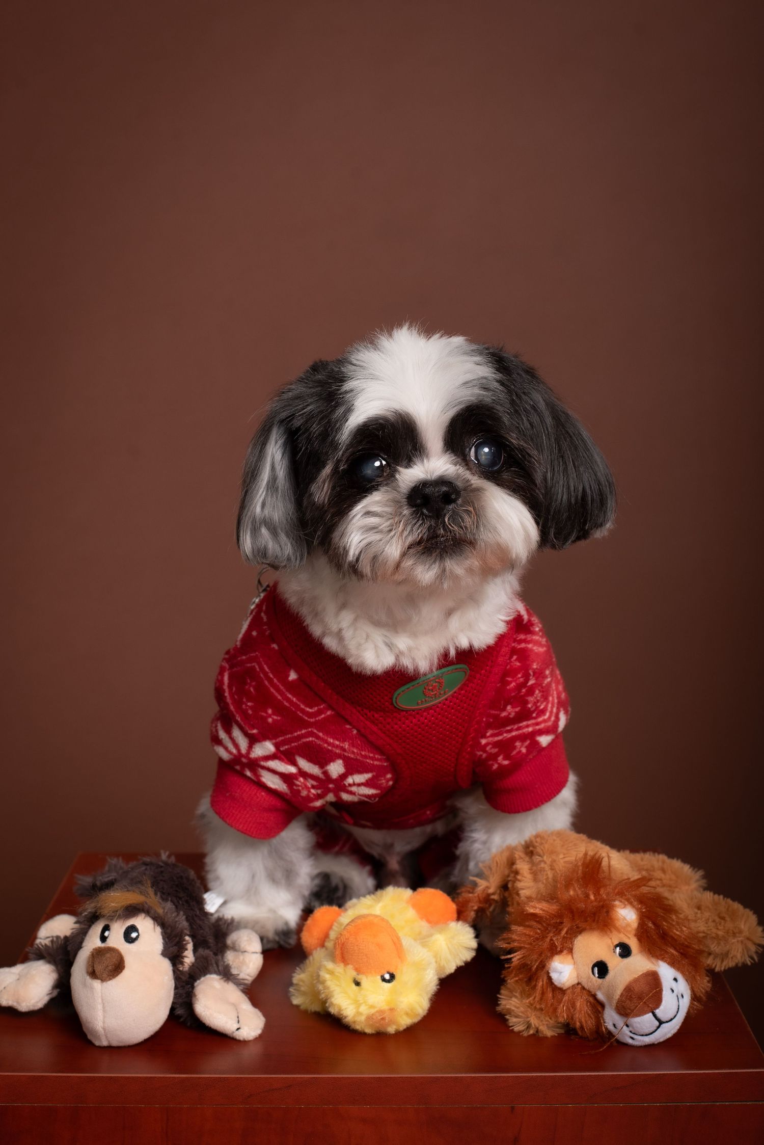 Shih Tzu dog wearing a red Christmas sweater sitting with three stuffed animal toys on a wooden surface.