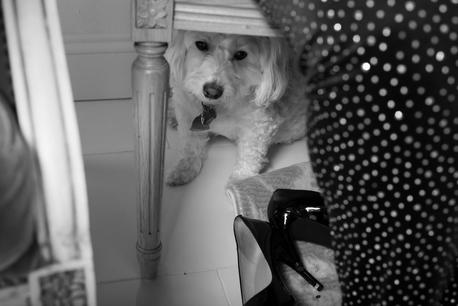Fluffy white dog resting under a chair beside black patent leather high heel shoes in black and white photo.