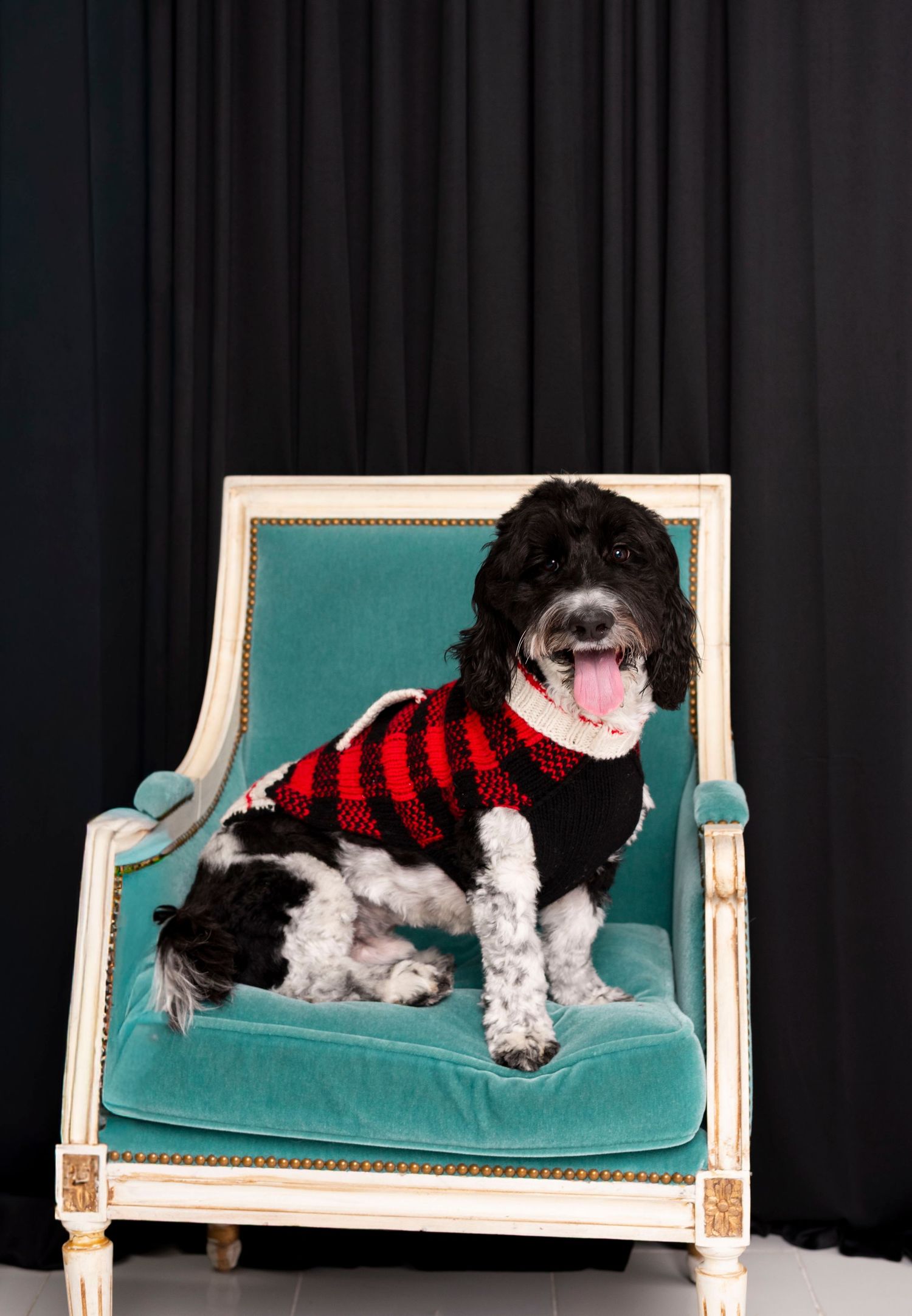 A black and white spaniel dog wearing a red and black striped sweater sits on a teal velvet ornate chair.