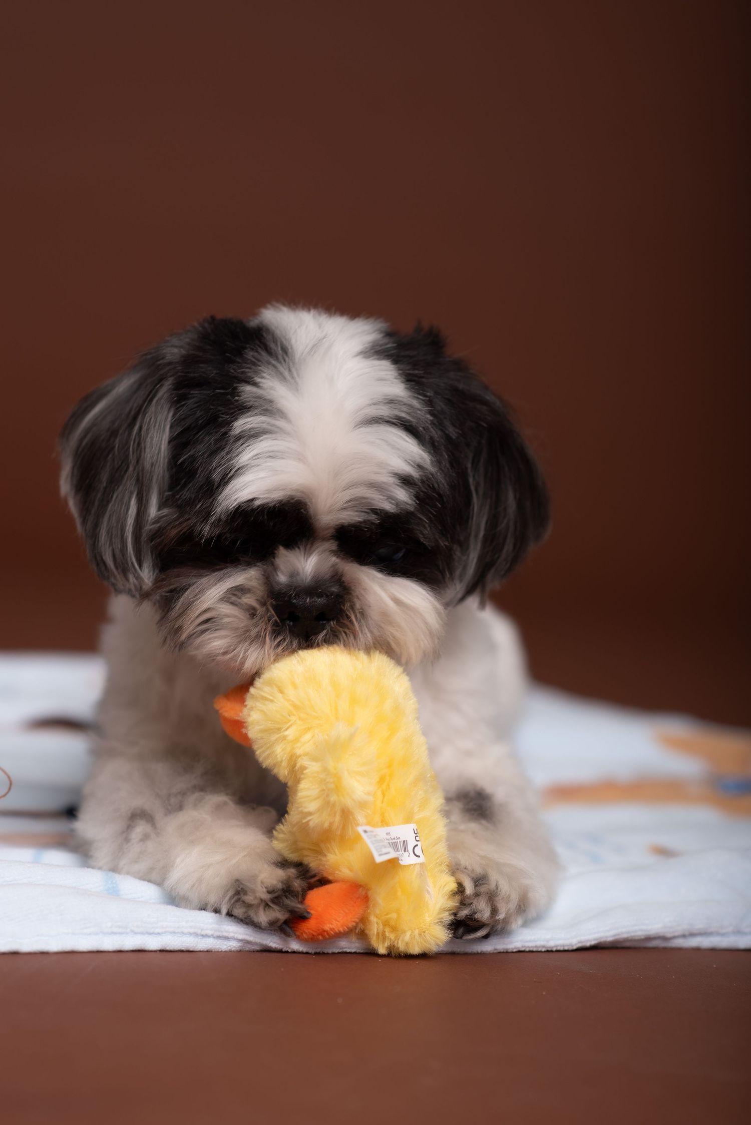 A fluffy black and white Shih Tzu puppy chews on a yellow duck plush toy while lying on a white blanket.