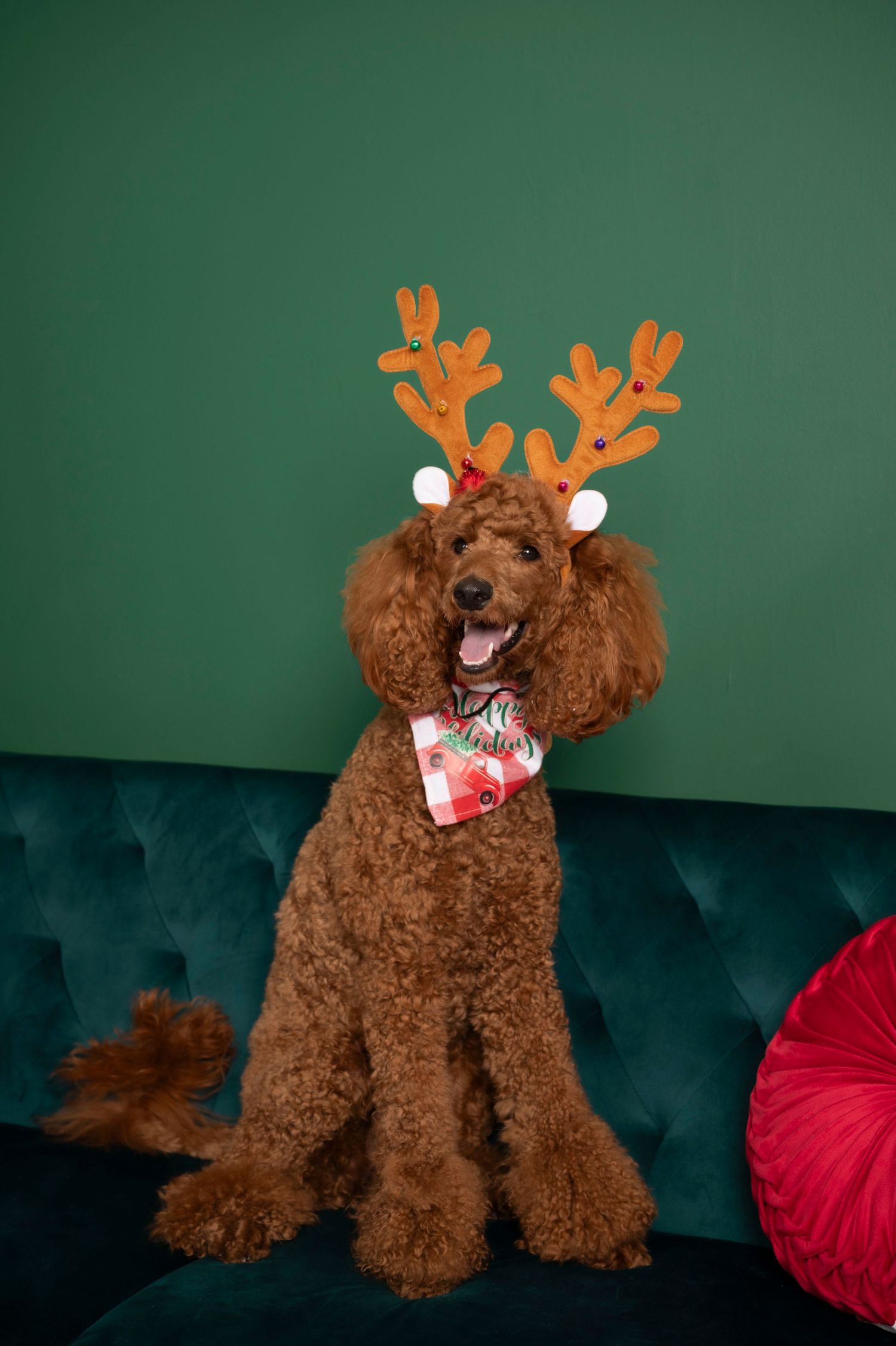 Fluffy brown poodle wearing reindeer antlers and a plaid bandana sitting on a teal velvet sofa.