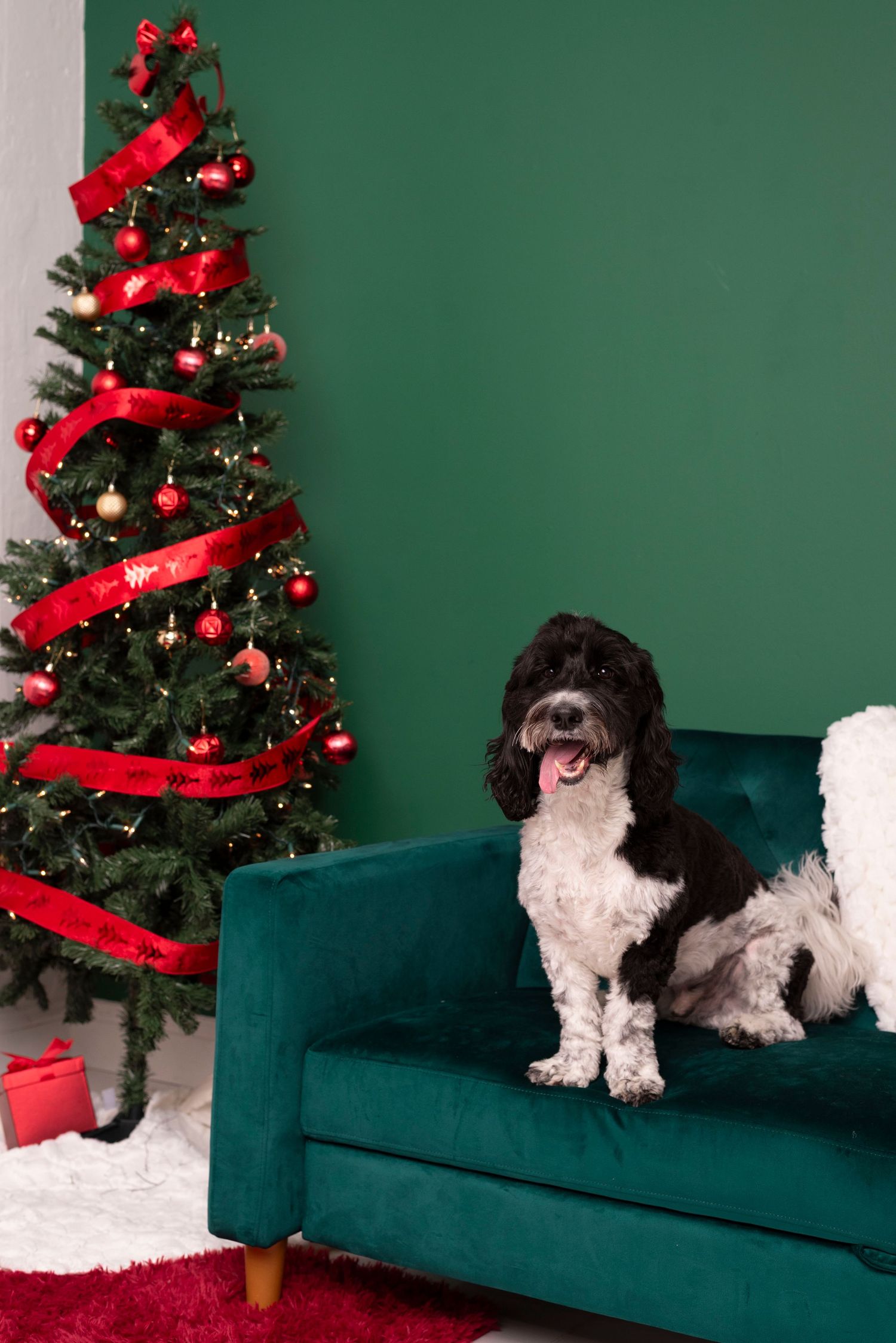 Black and white dog sitting on green velvet sofa next to decorated Christmas tree with red ribbons.