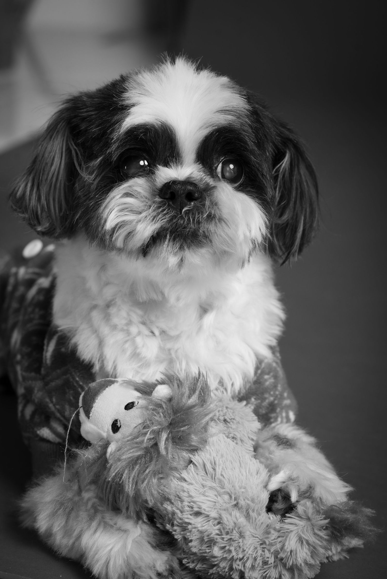 Adorable Shih Tzu dog in black and white photo holding a stuffed animal toy while looking up with big expressive eyes.