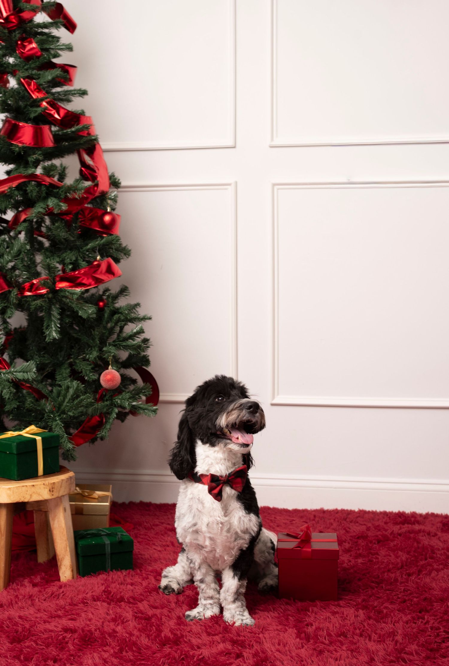 Black and white dog with red bow tie sitting on red carpet beside decorated Christmas tree with gifts.