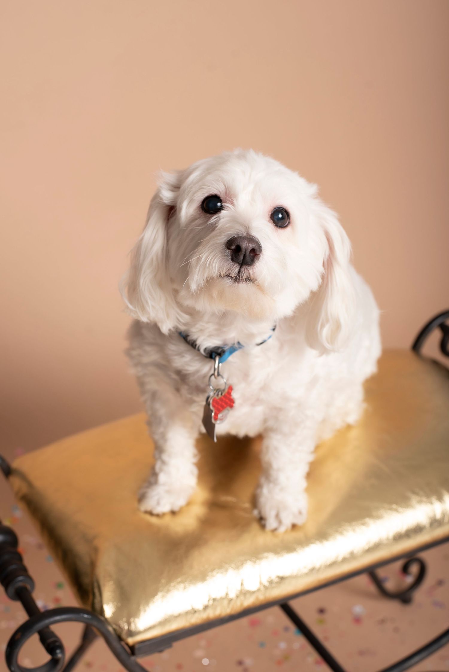 An adorable white Maltese dog sitting on a gold cushioned stool wearing a blue collar with a red heart tag.
