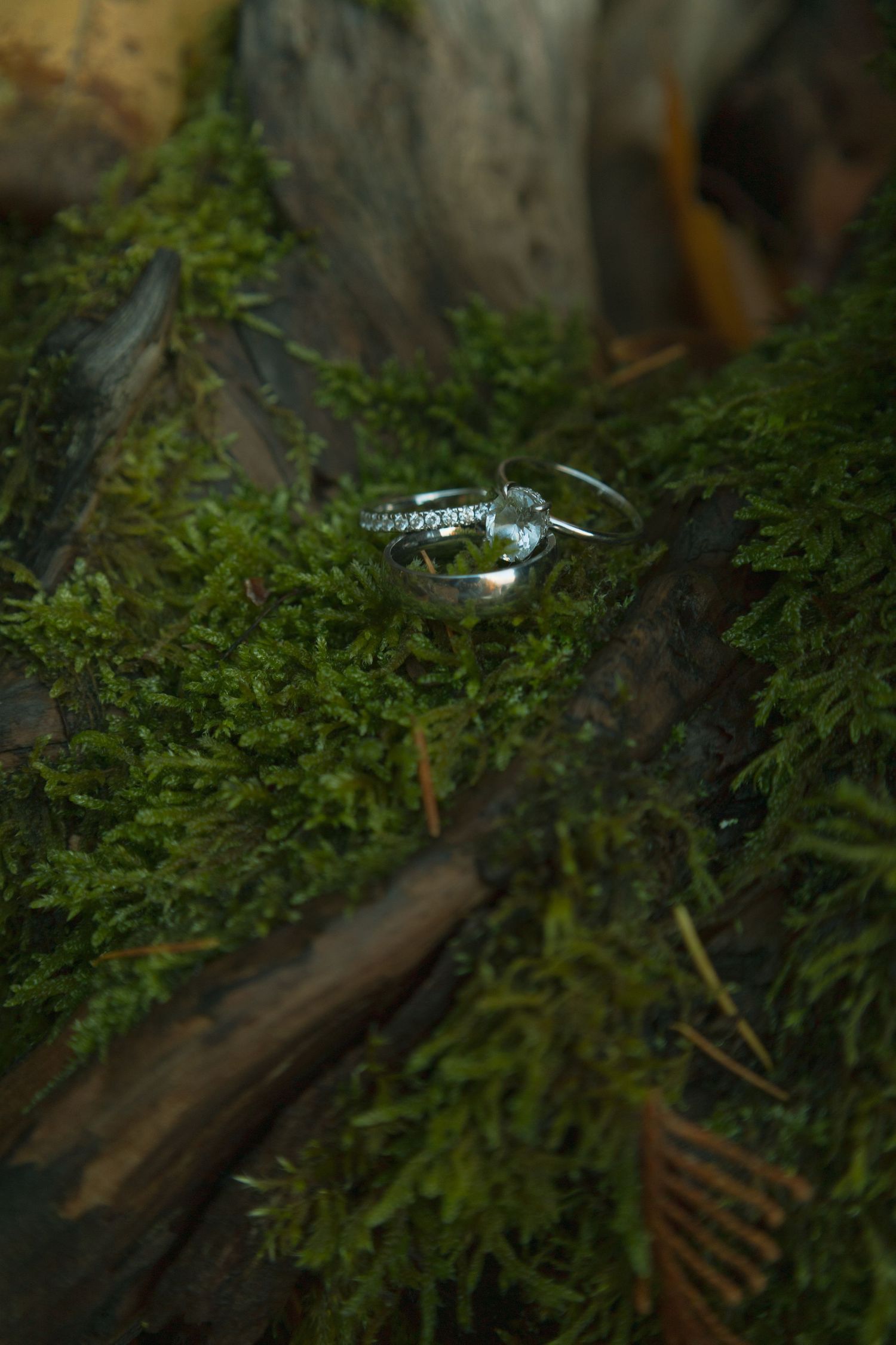 A set of wedding rings sits together in a bed of moss on a log. Close up image of rings together