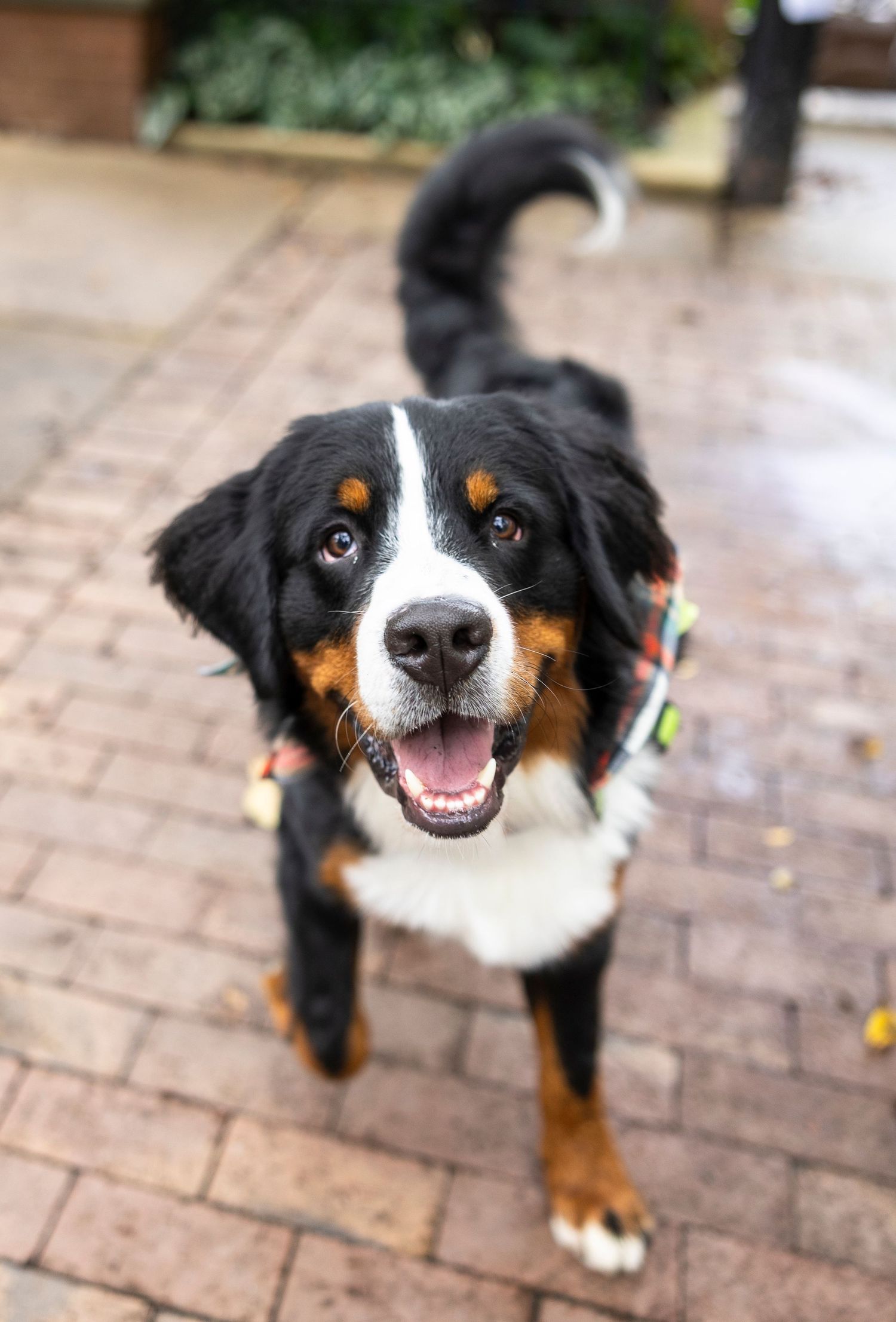 Close-up portraits of a smiling Bernese Mountain Dog with distinctive black and brown markings.