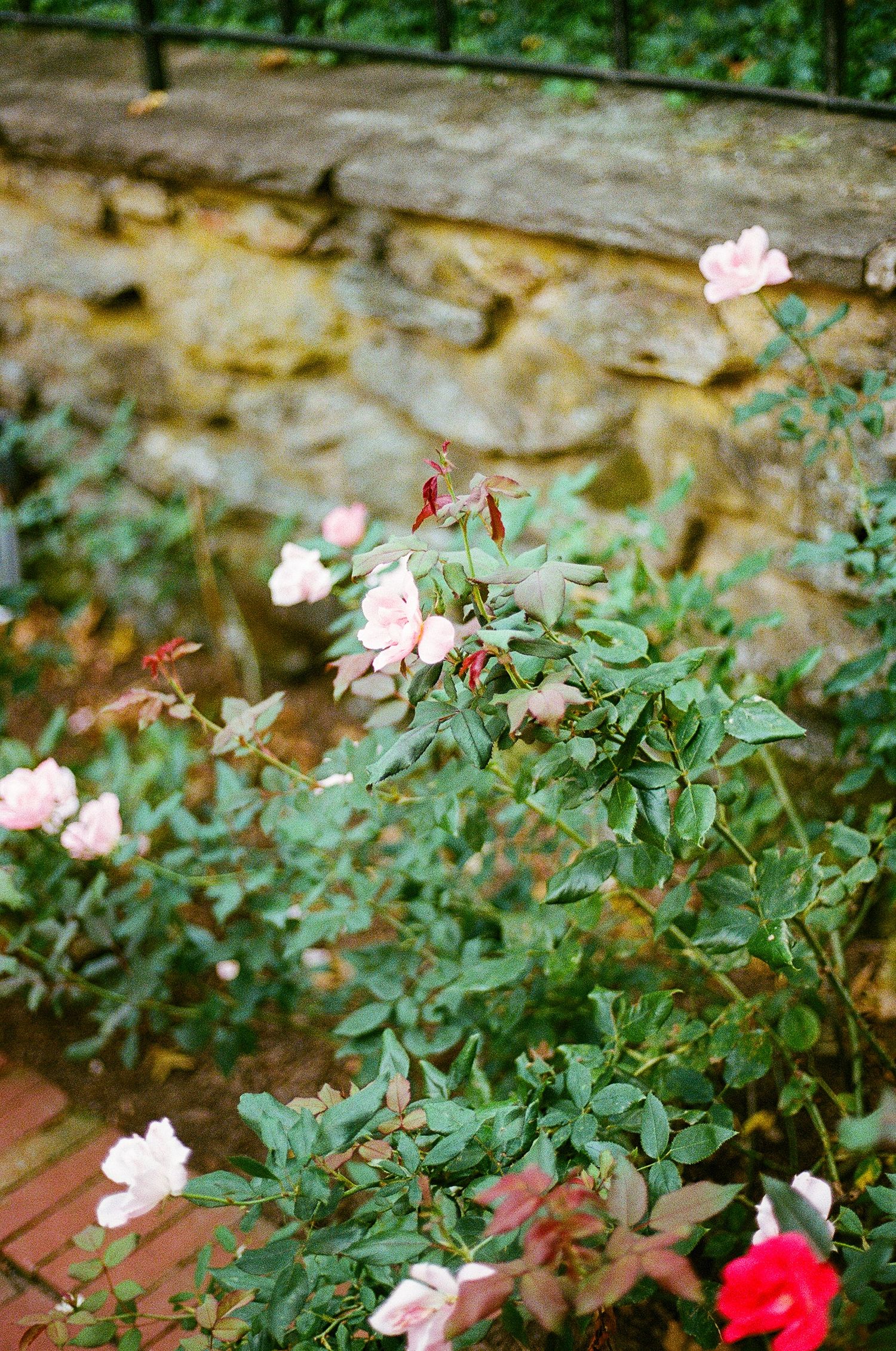 Pink roses blooming against a stone wall background in a garden setting.
