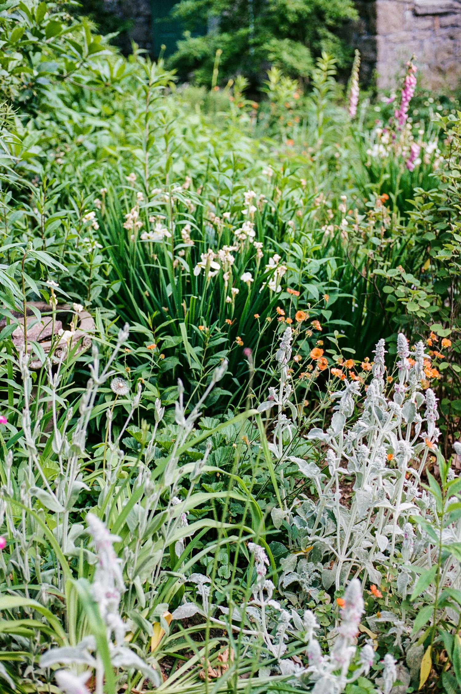 Beautiful garden flowers and foliage with white and purple blooms in natural sunlight.