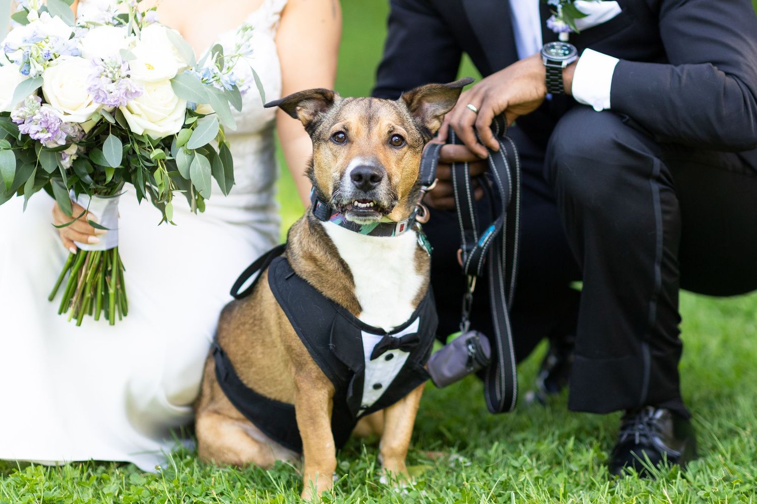A dog in formal attire joins the wedding couple for outdoor portraits.