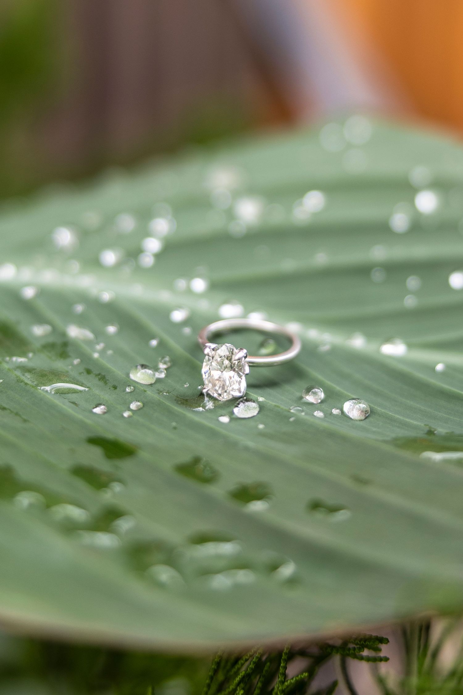Water droplets and an engagement ring sparkle on a green tropical leaf.