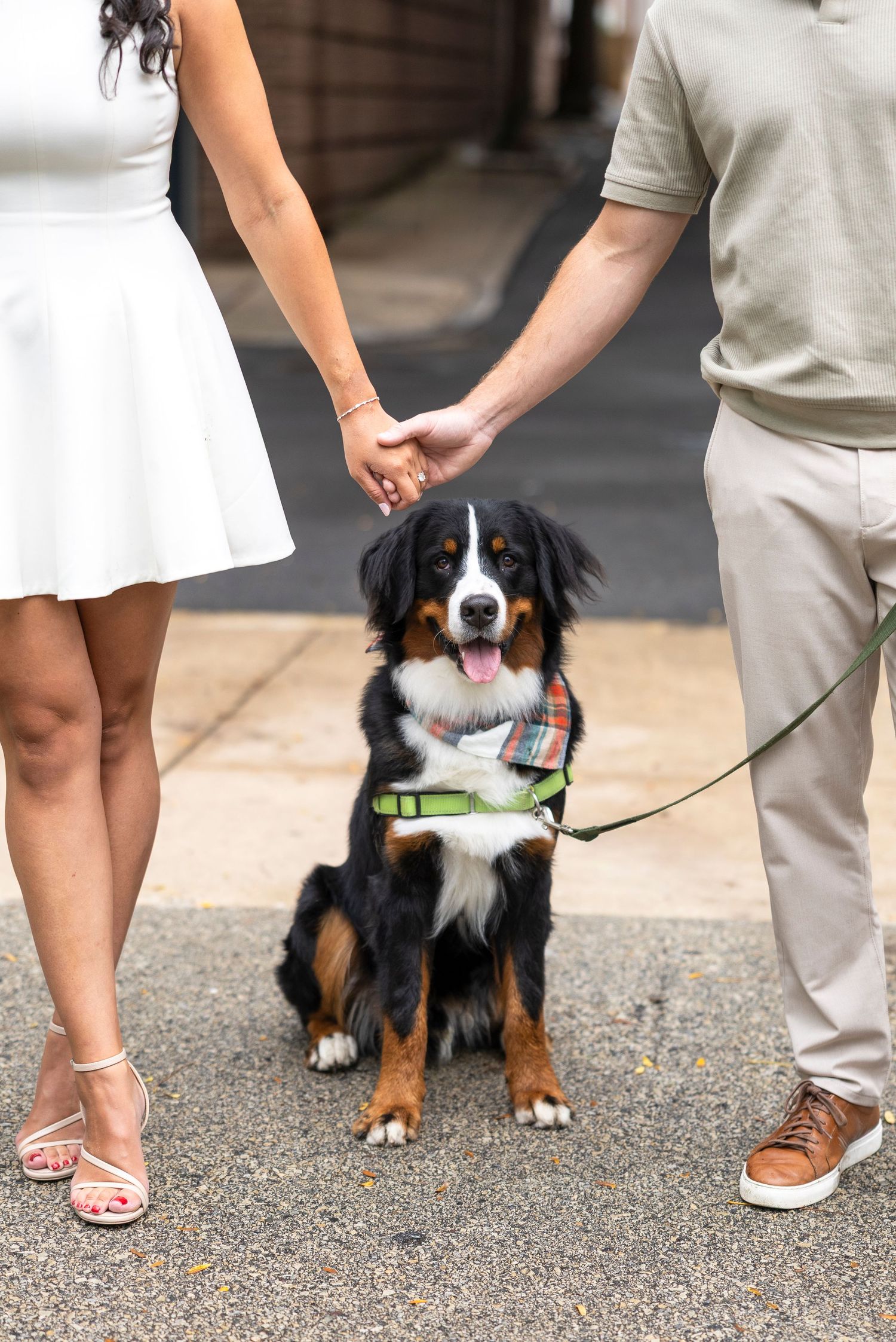 Close-up of a Bernese Mountain Dog standing between two people on a gravel path.