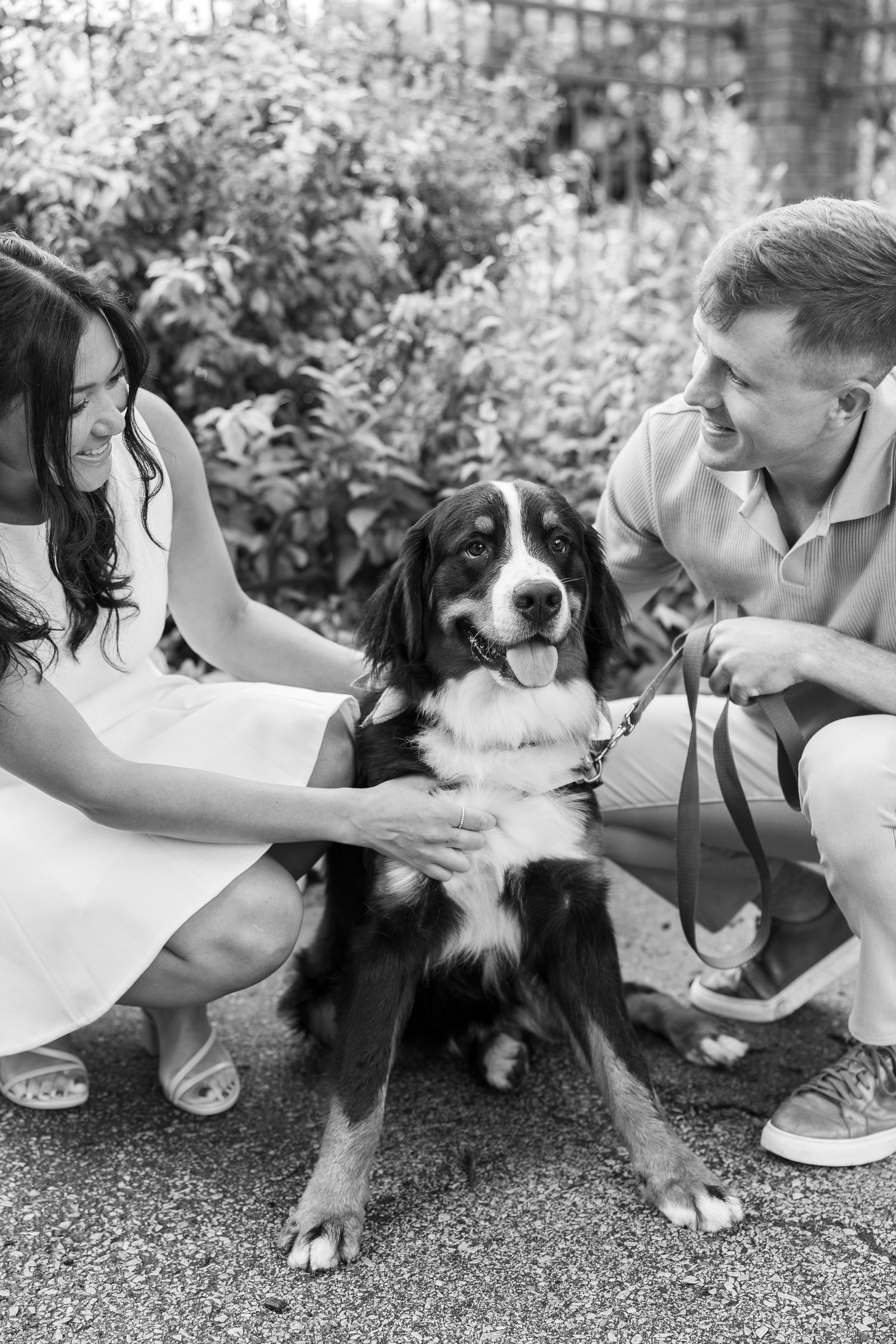 A happy Bernese Mountain Dog getting pets and attention during an outdoor photoshoot.