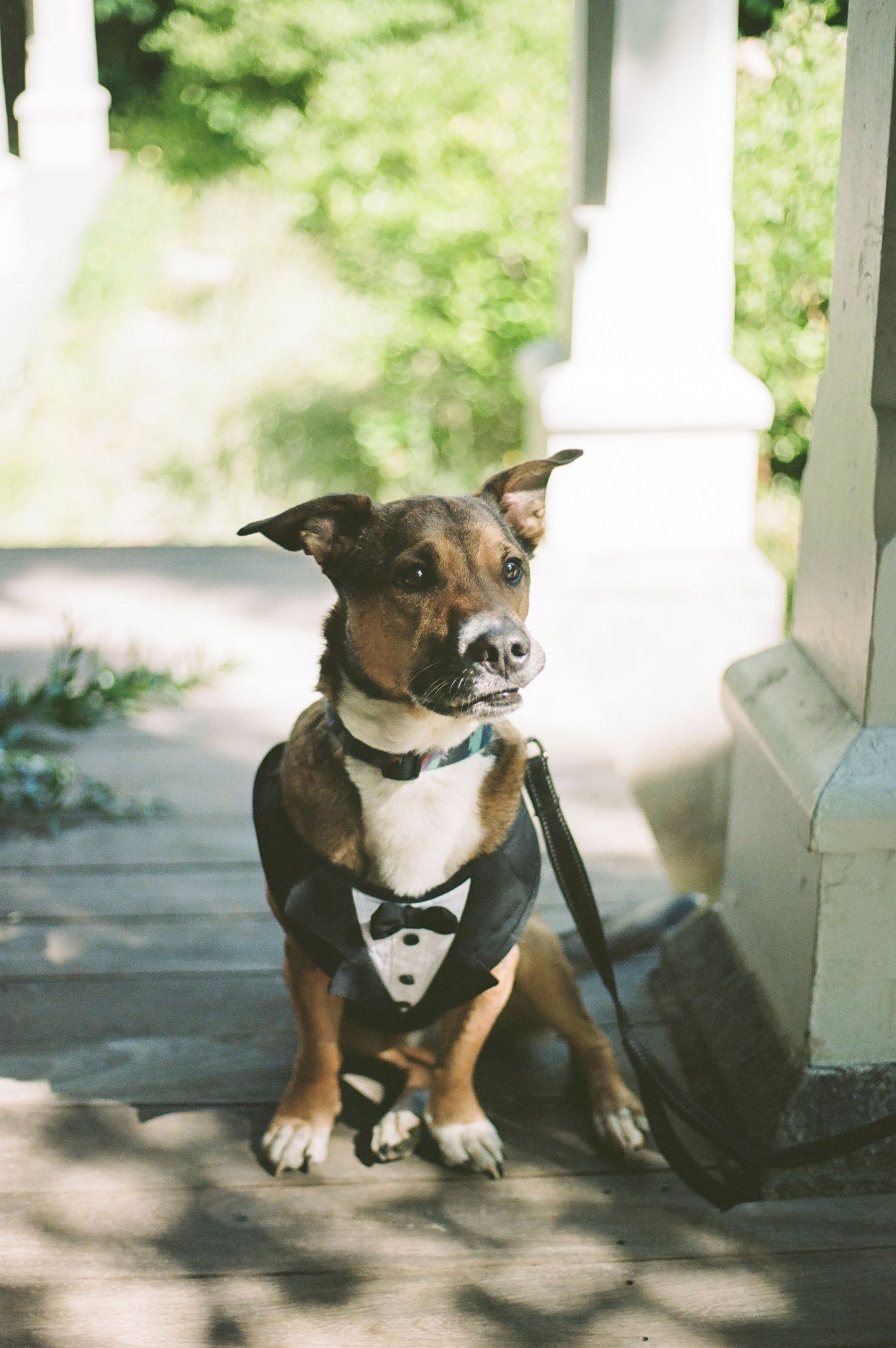 Adorable dog wearing a formal tuxedo bow tie outfit sitting in the shade.