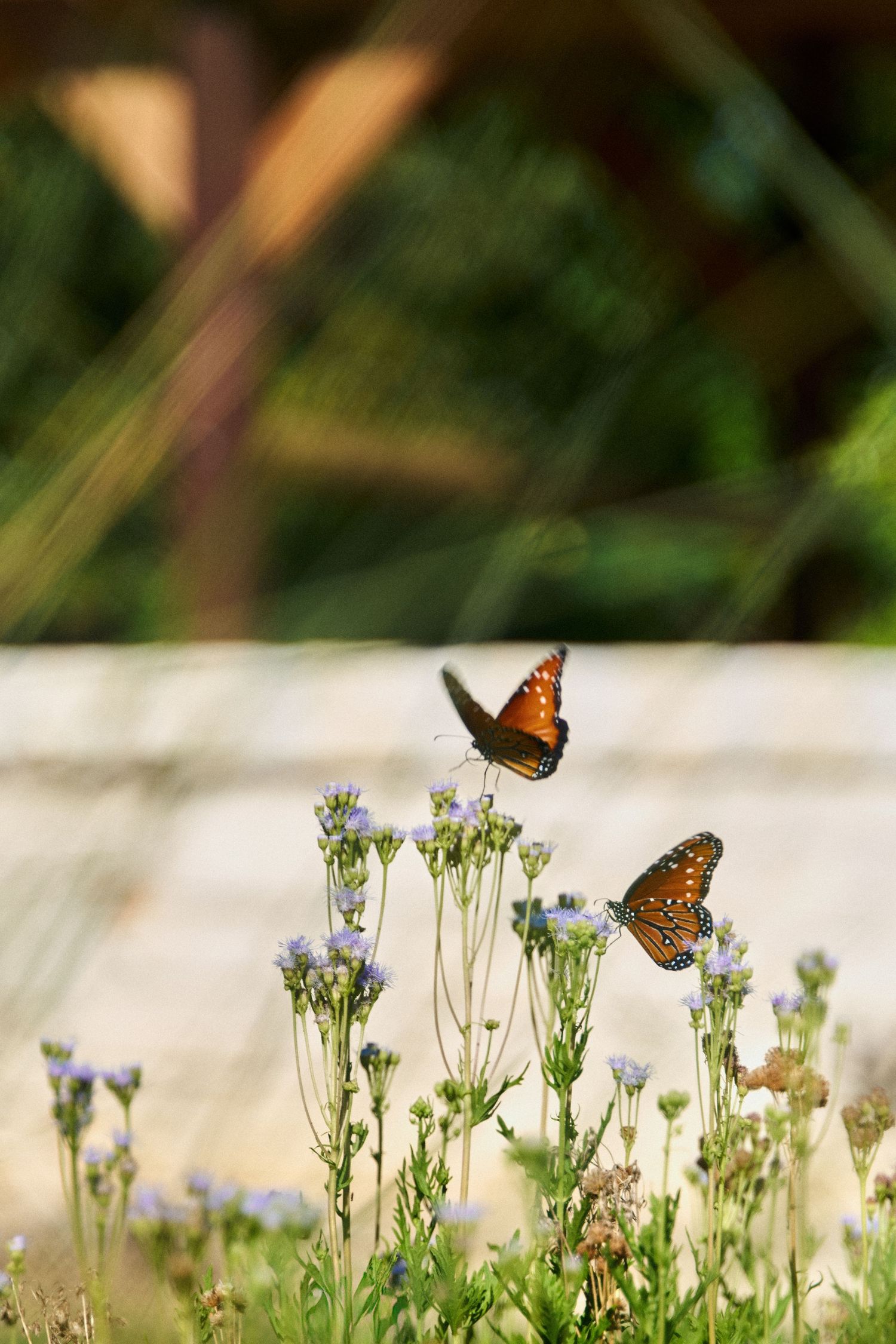 Round Rock, Texas Landscape photography