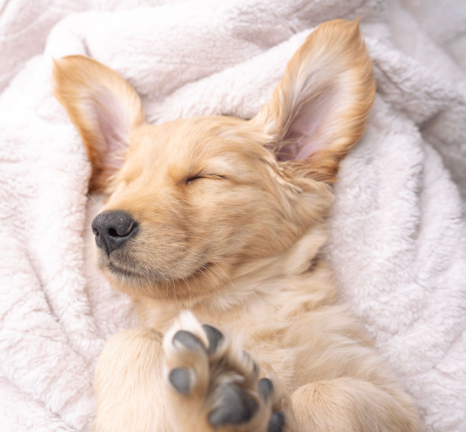 Golden retriever sleeping peacefully on white fluffy blanket.
