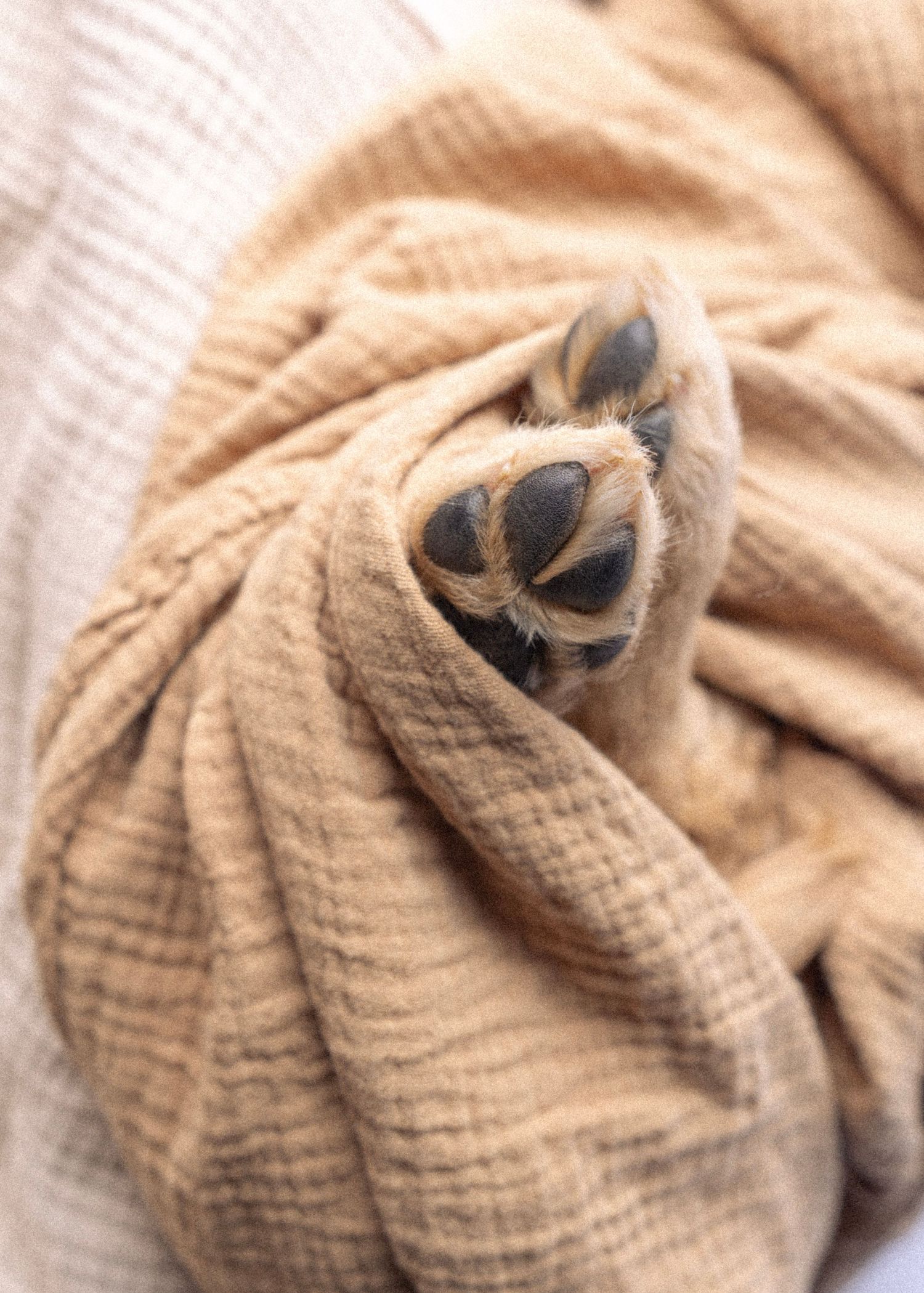 Golden retriever puppy peeks out from under cozy beige blanket.