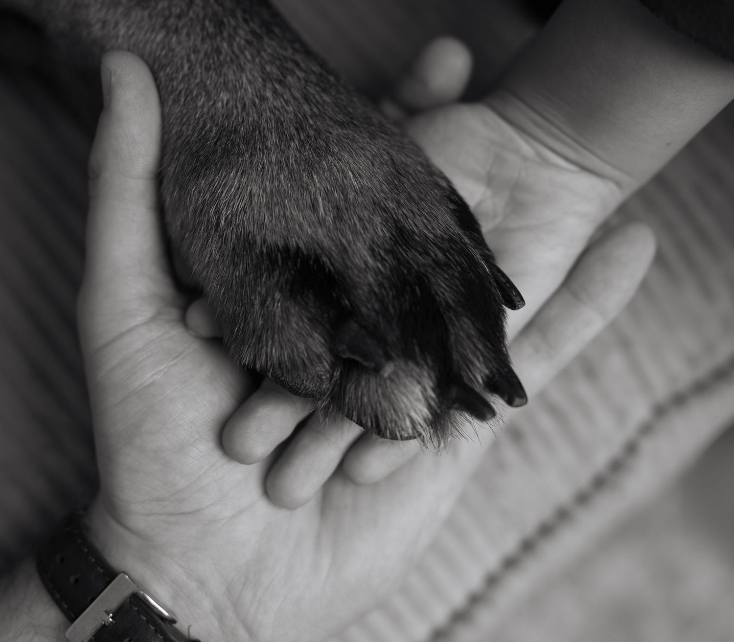 Close-up black and white photo of a dog's paw being held in someone's hand.