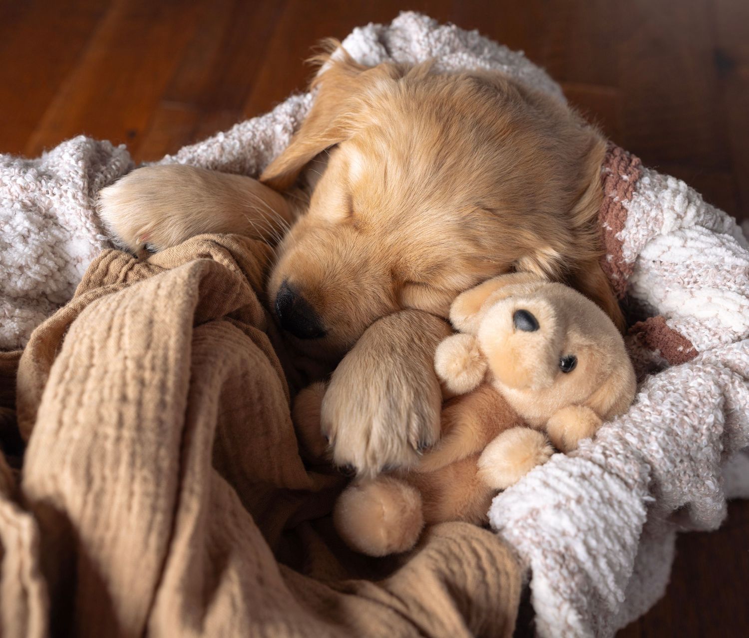 Cozy golden retriever napping among plush blankets.