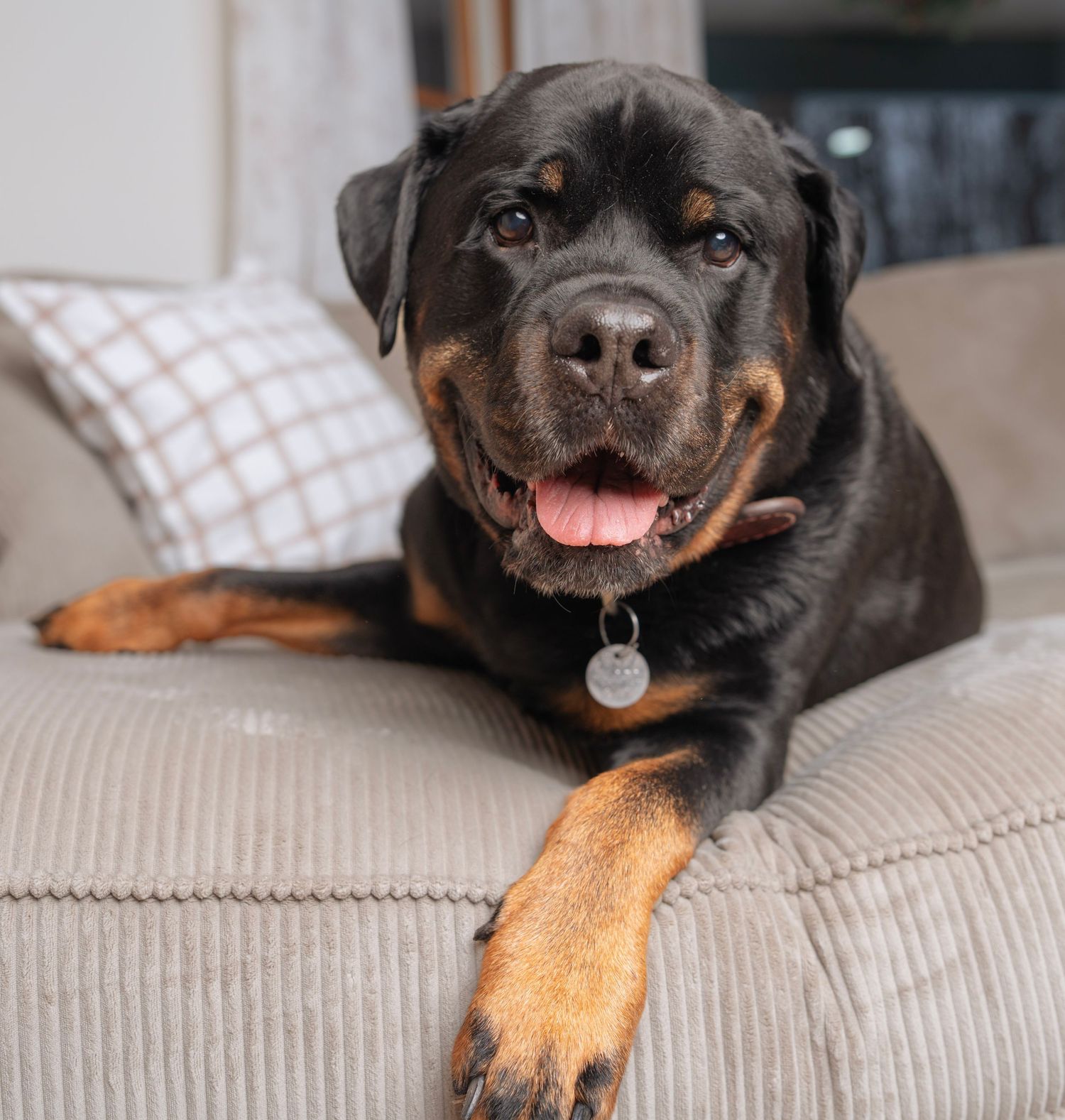 Close-up of a smiling Rottweiler dog laying on a beige couch cushion.