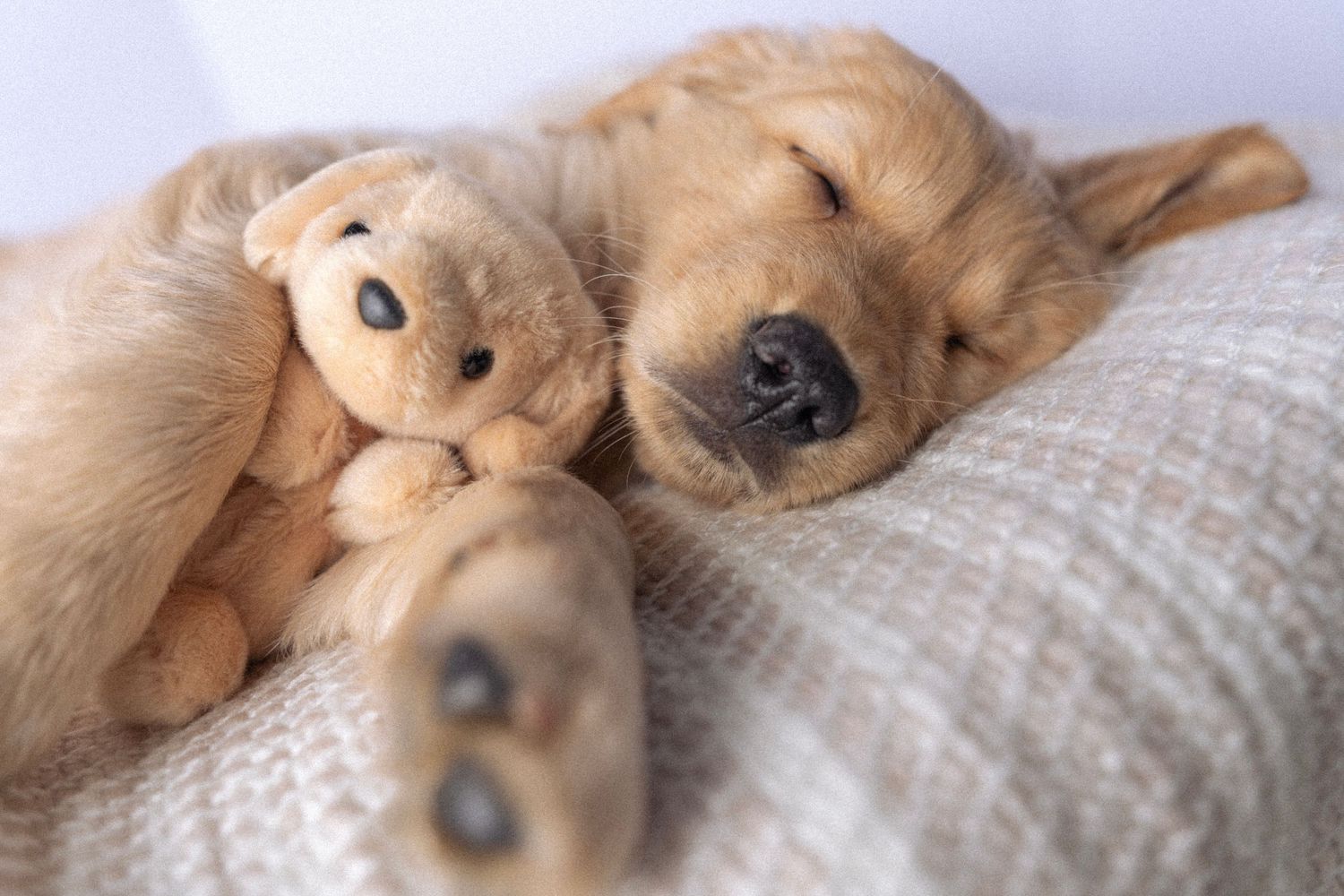Sleepy golden retriever dog resting with head on pillow.