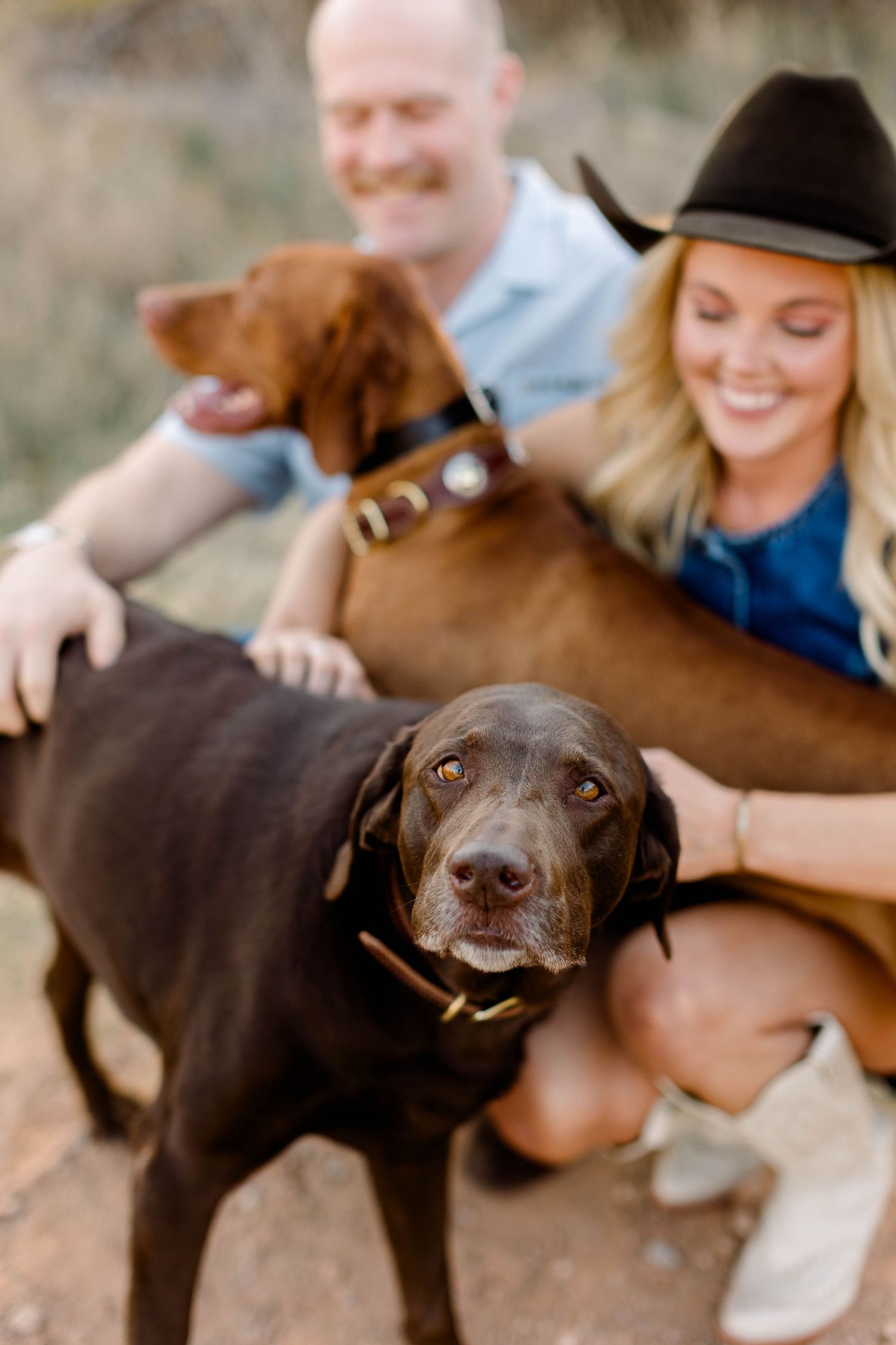 Close-up shots of a chocolate Labrador retriever showing playful expressions.