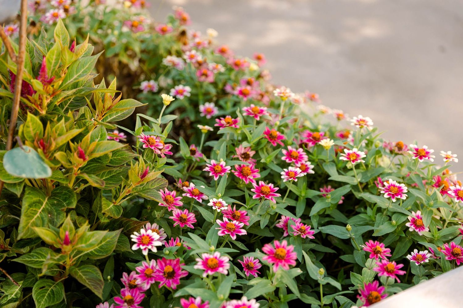 Pink and red flowers blooming in a lush garden border.