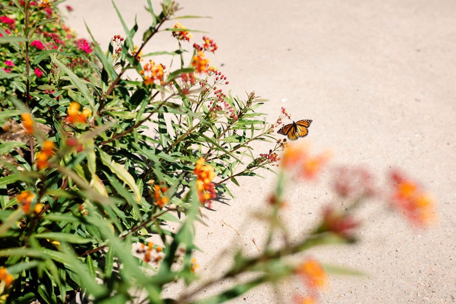 A monarch butterfly perches on orange and red wildflowers against a light beige background.