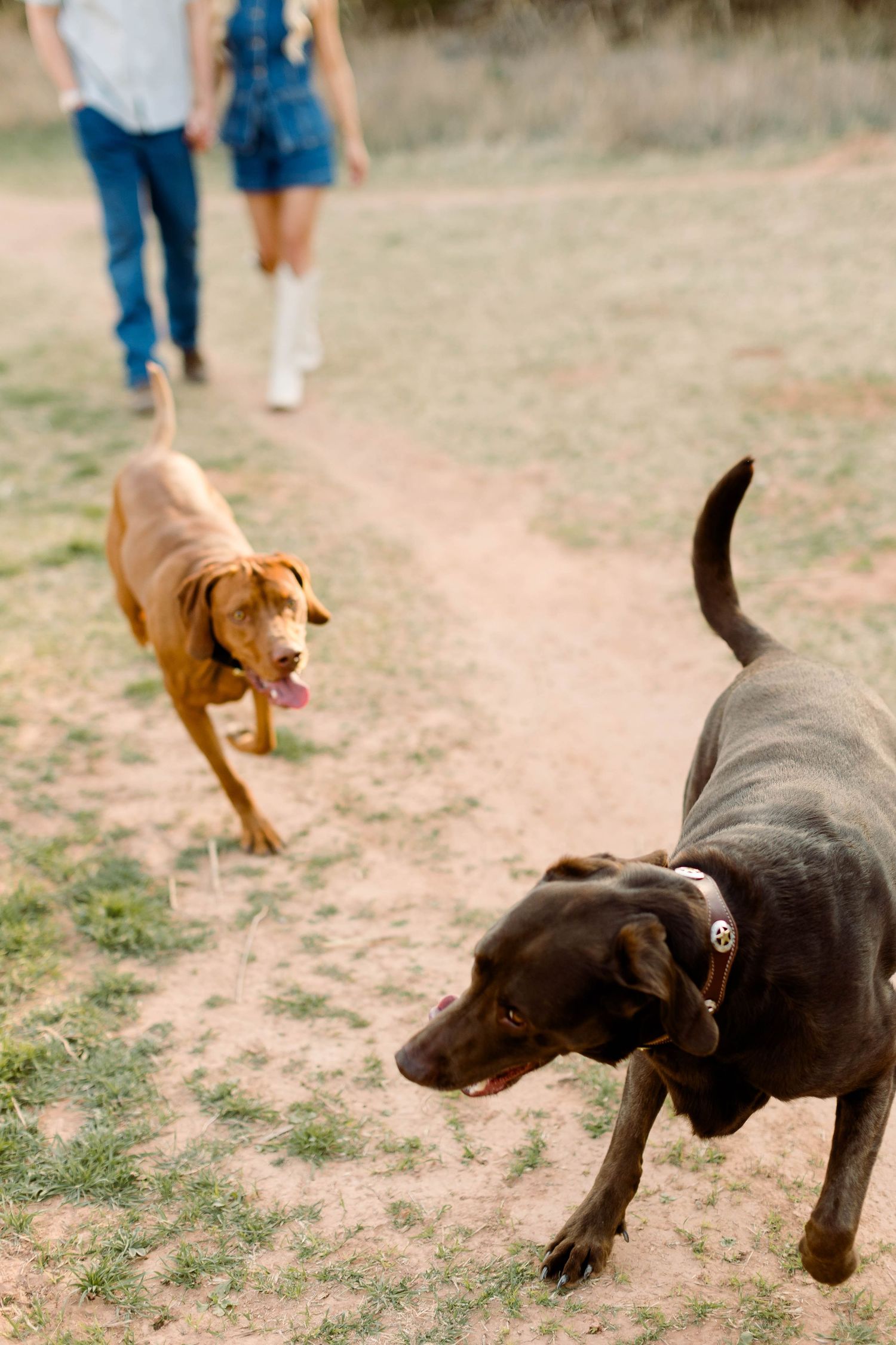 Two dogs, one black and one brown, running playfully on a dirt path during a photoshoot.