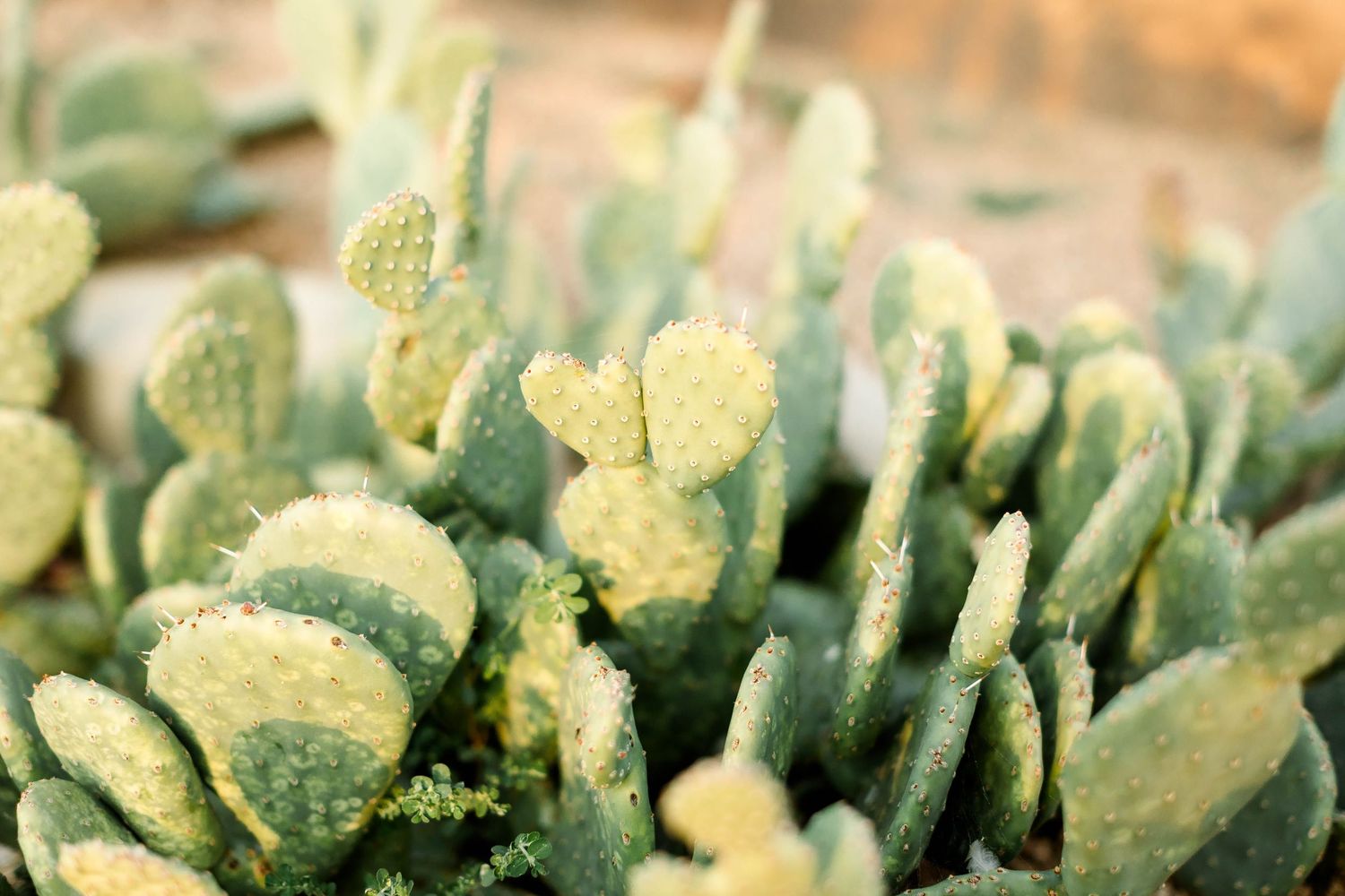 Close-up detail shot of green succulent plants with textured leaves.